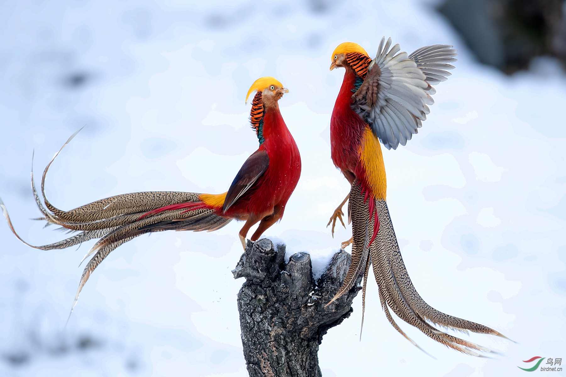 霓裳金鸡舞—红腹锦鸡(获首页图文精华)