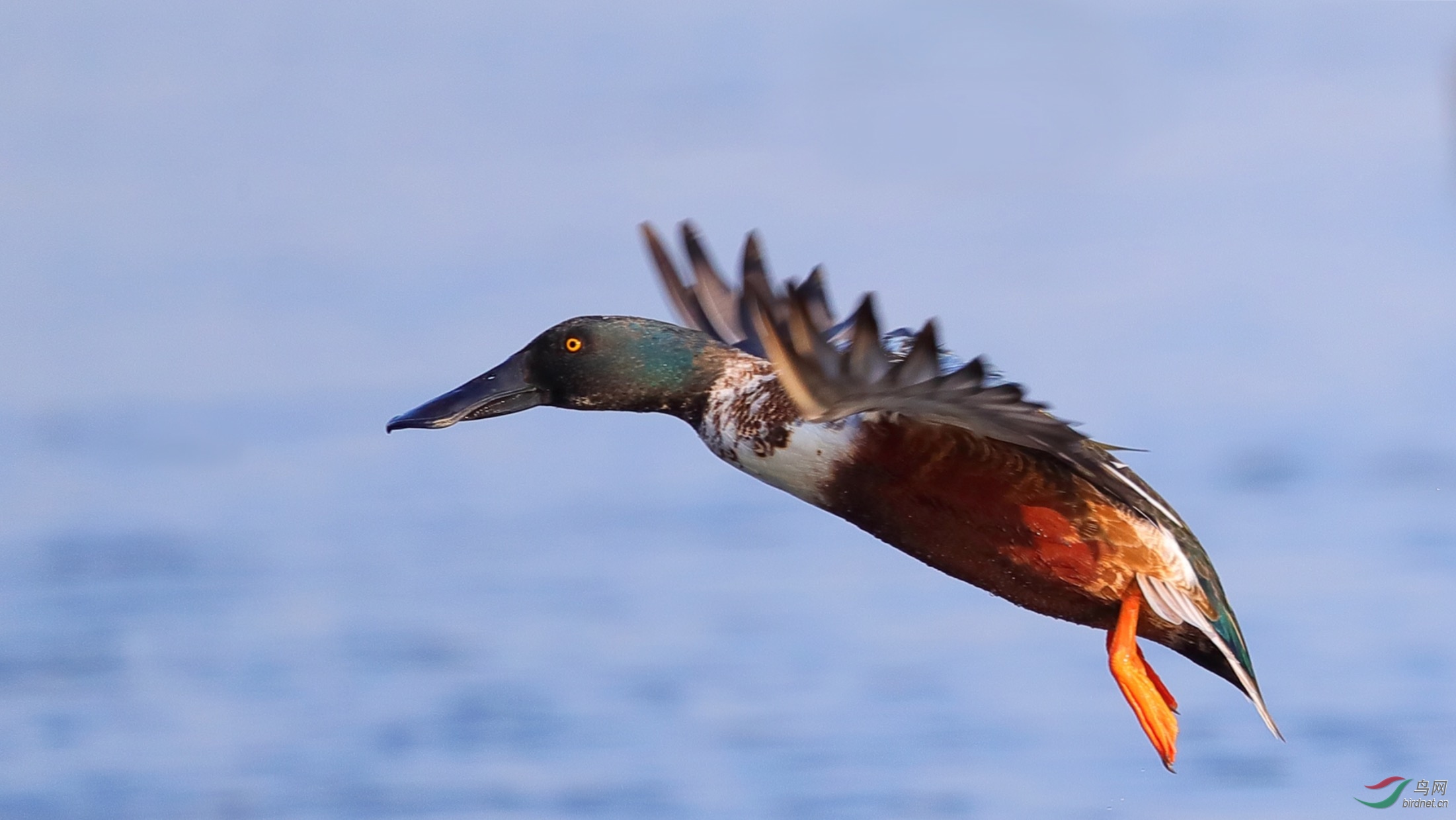 深圳湾的琵嘴鸭