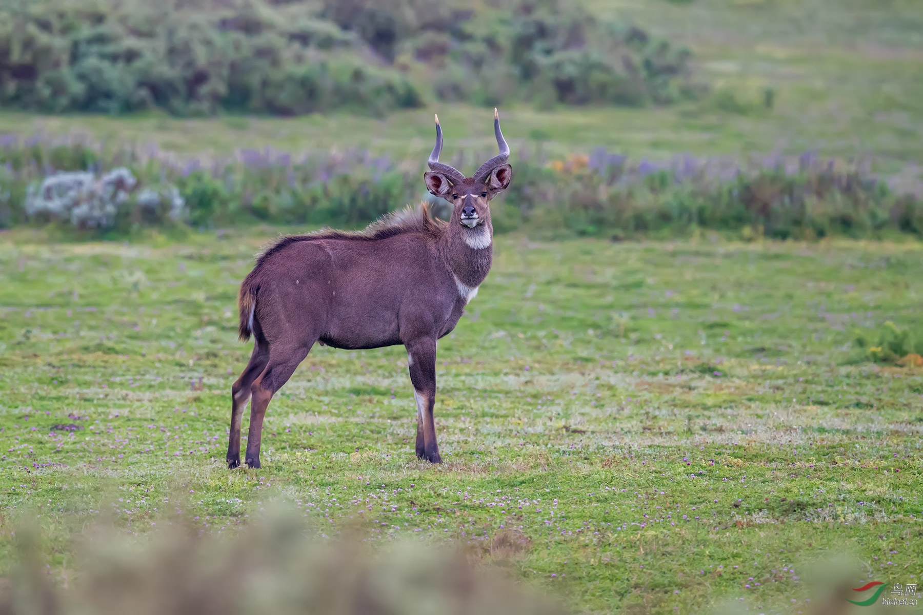 捻角羚羊恭贺荣获首页精华