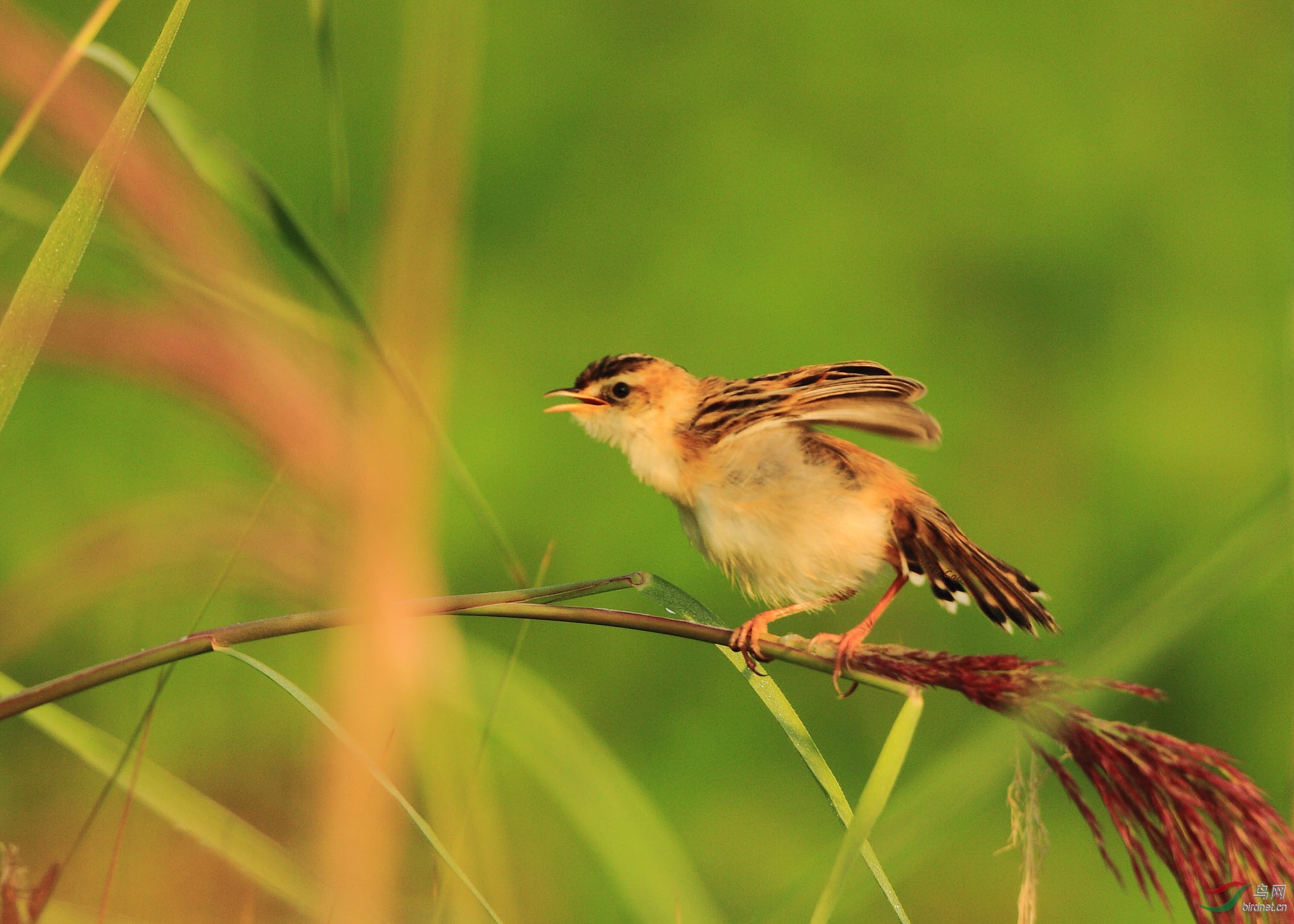 啼鸟——棕扇尾莺
