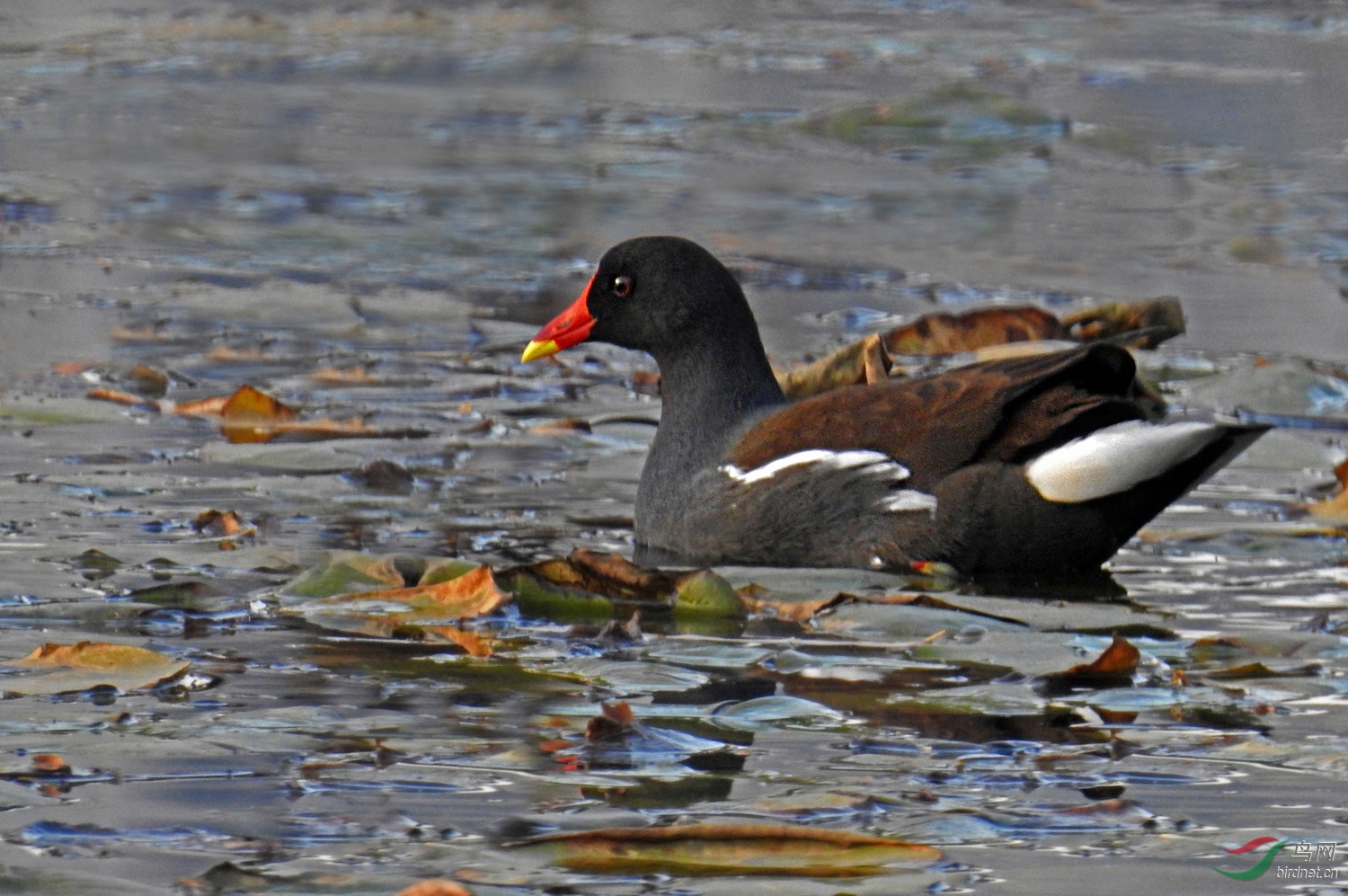 DSCN2485 ����.jpg