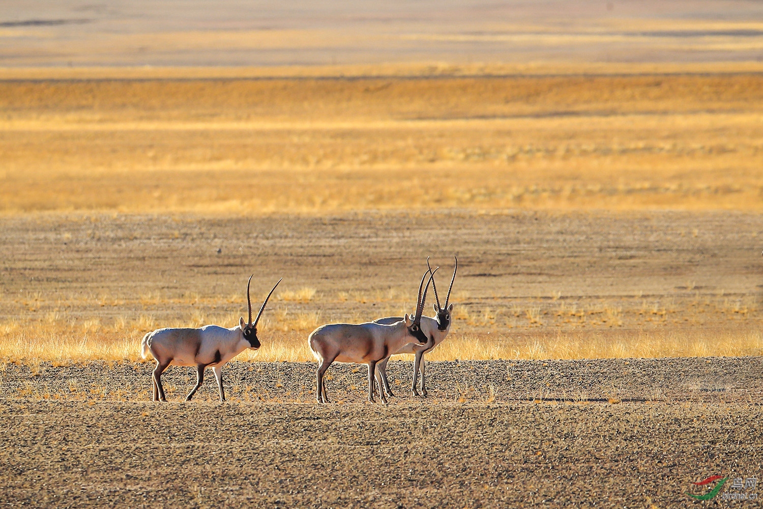 藏羚羊获首页动物精华