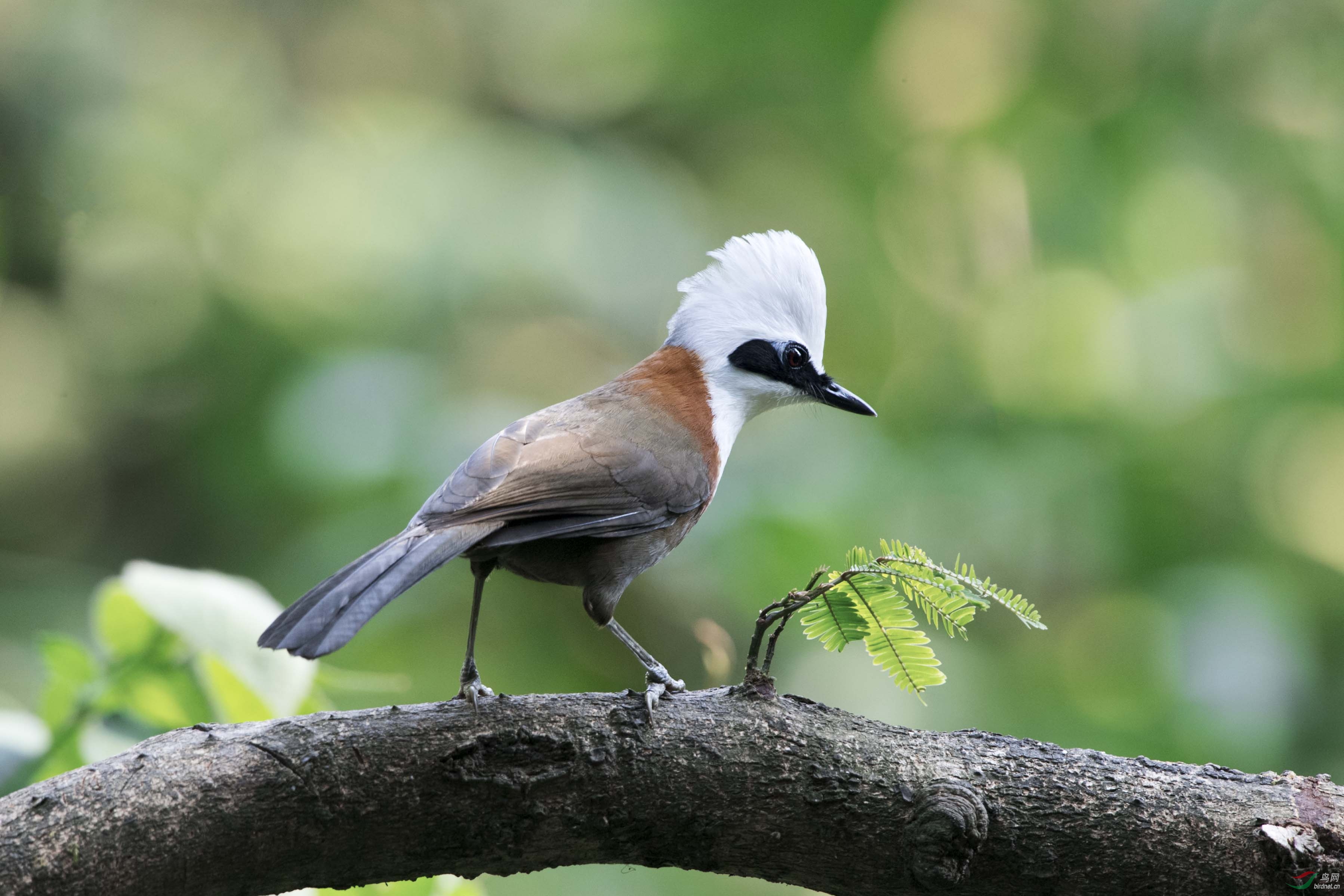 (白冠噪鹛)大地之精灵(二)/白冠噪鹛(获首页鸟类精华)