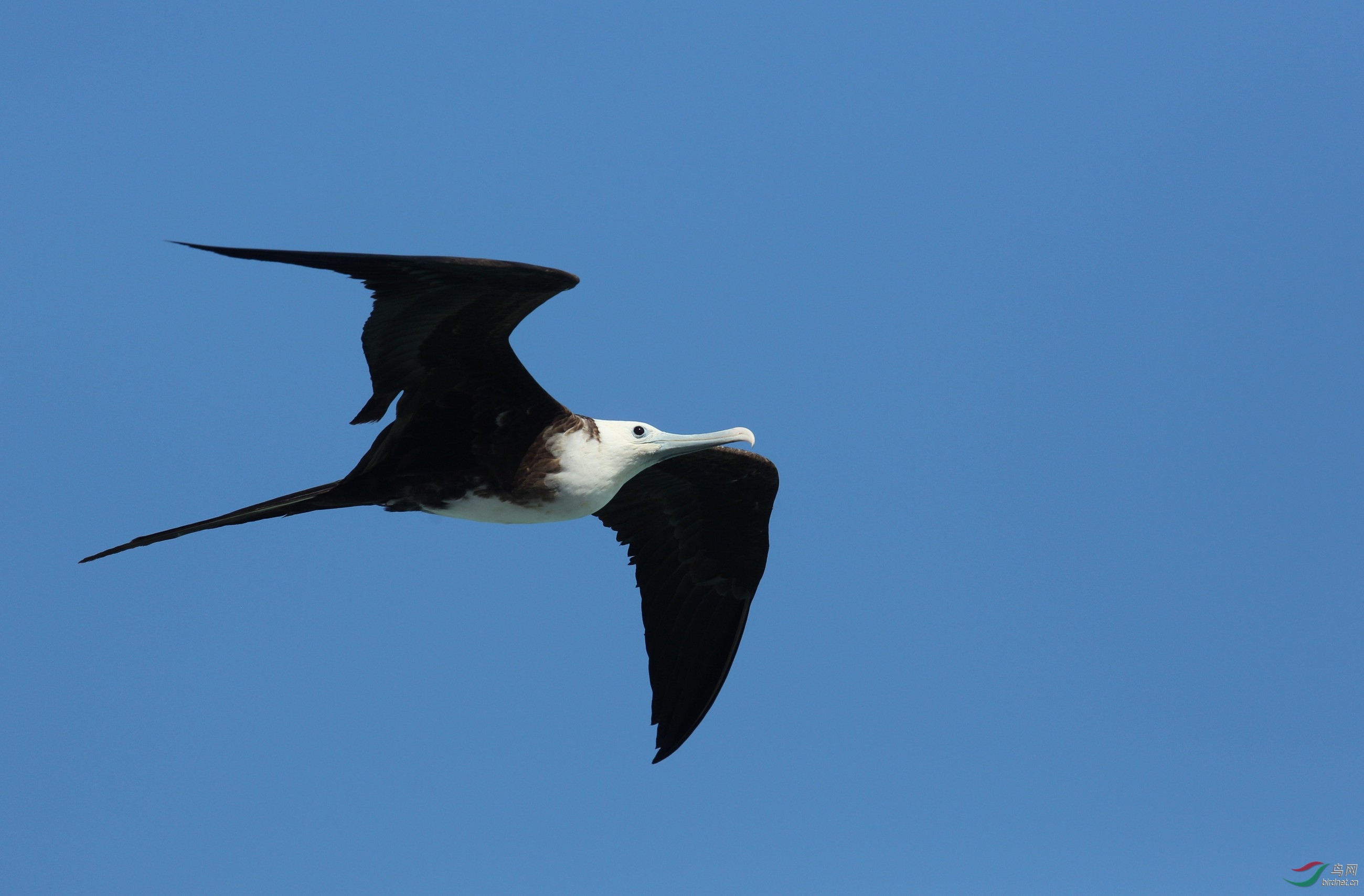 水鸟空中强盗丽色军舰鸟