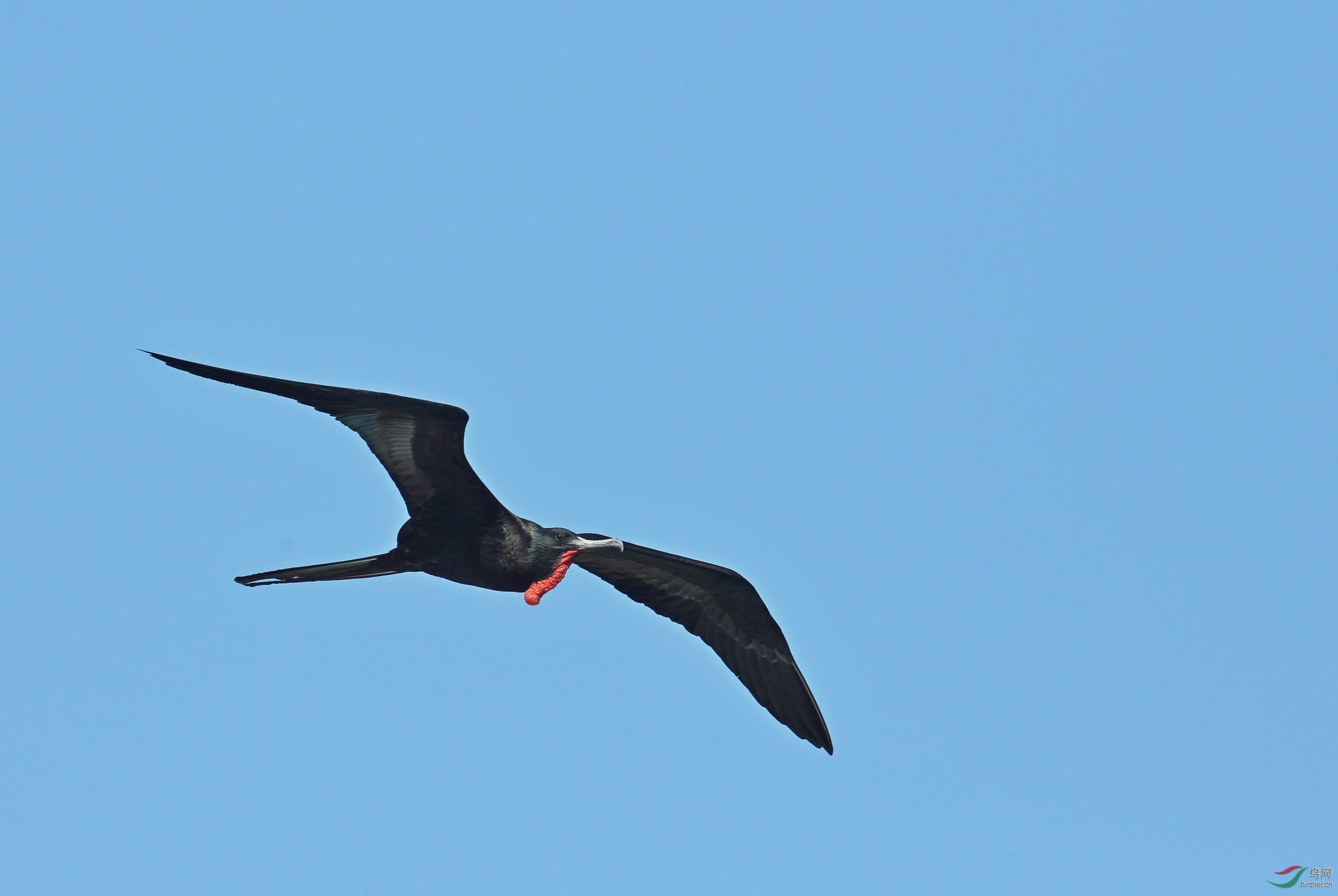 [水鸟] 空中强盗---丽色军舰鸟