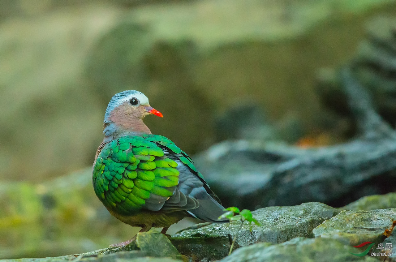 绿翅金鸠 — 问好师友 !