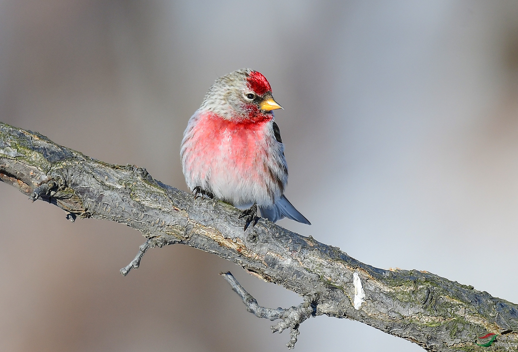 腊月里的一把火白腰朱顶雀
