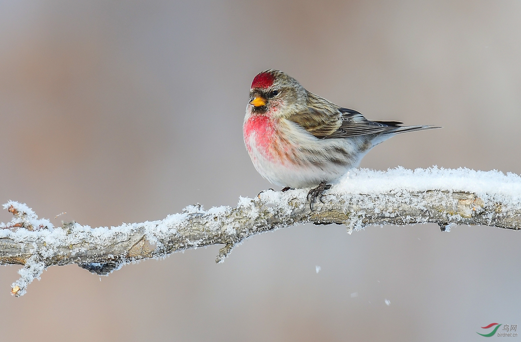 腊月里的一把火白腰朱顶雀