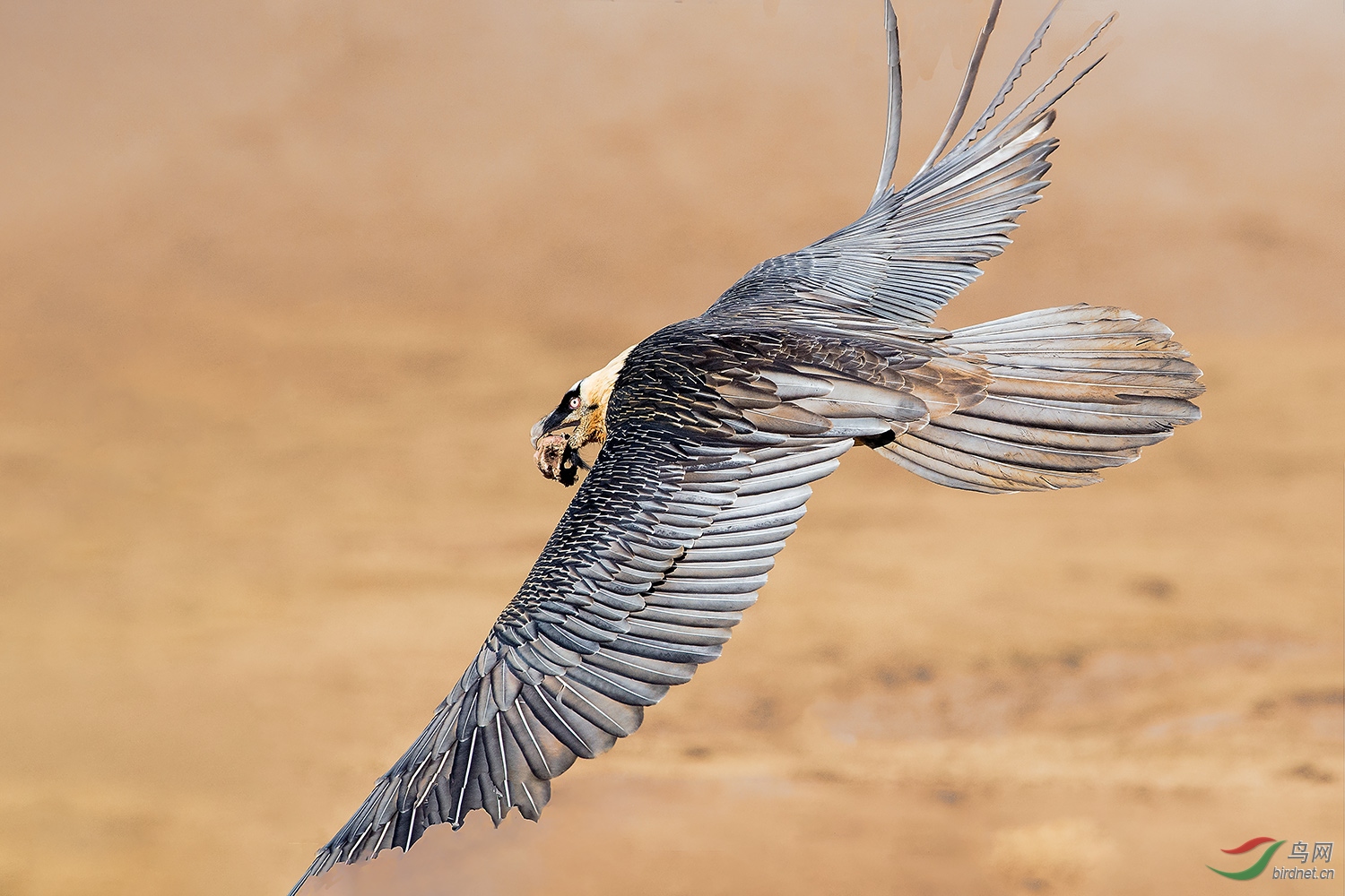 展翅飞翔-胡兀鹫