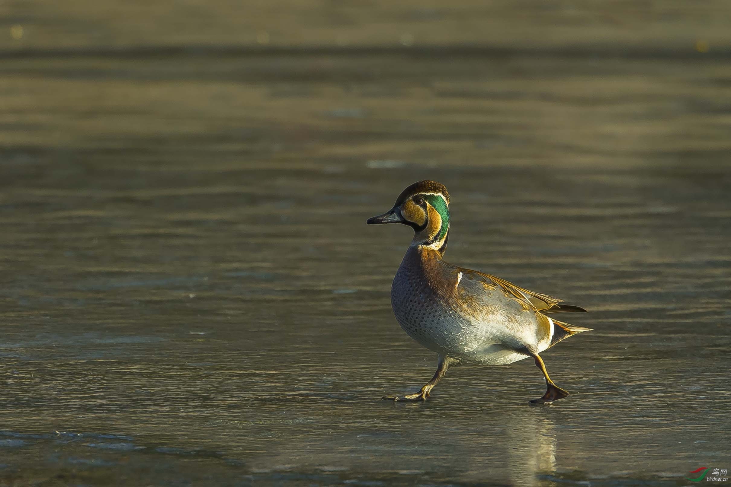 雄赳赳气昂昂行走在寒冷的冰面上花脸鸭
