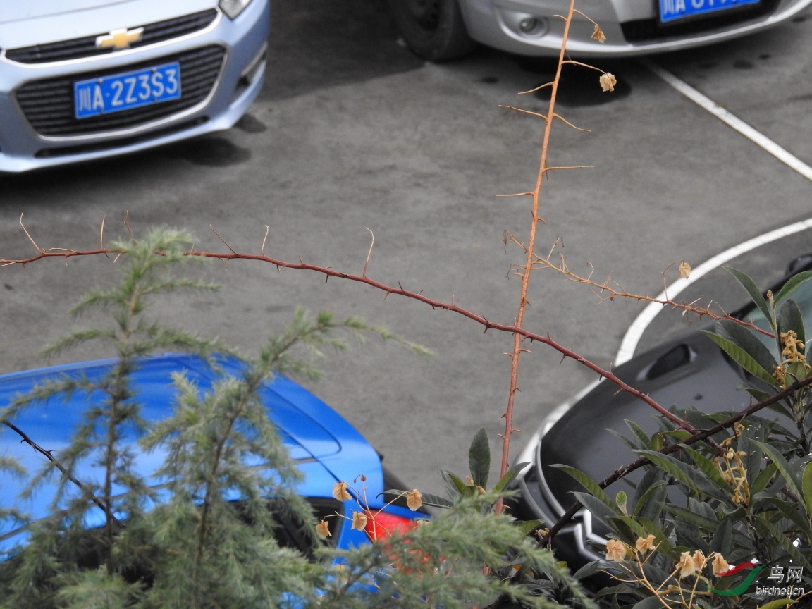 ������֧��֦�������ɾ�