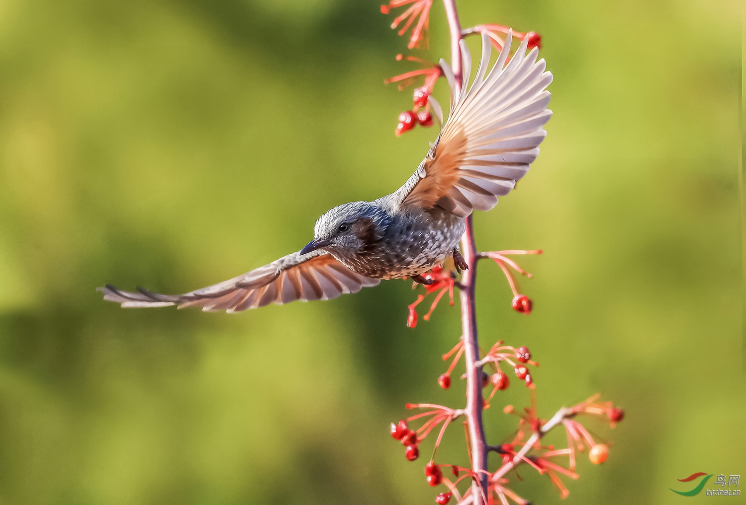 林鸟展翅栗耳鹎