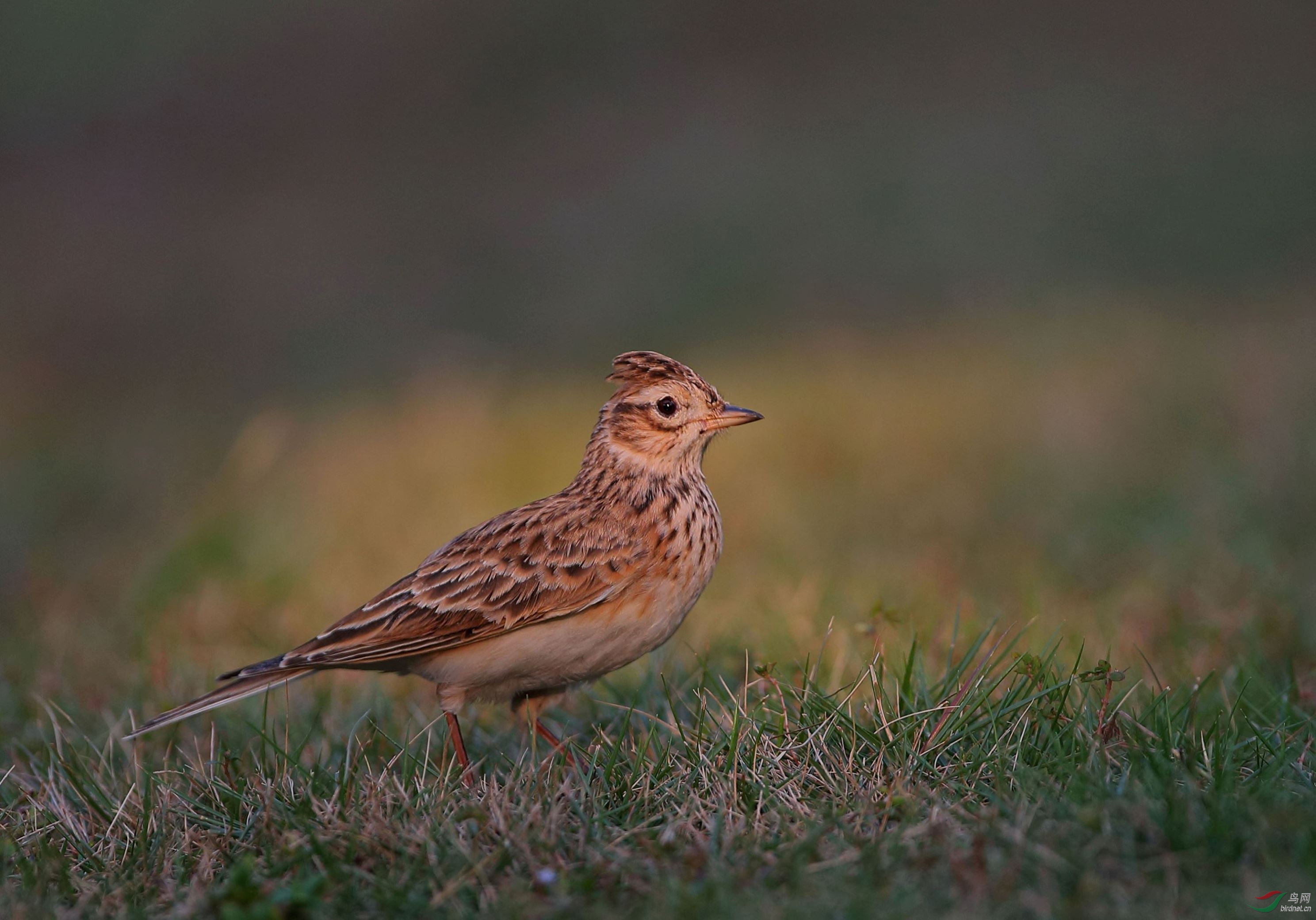 黄昏的云雀