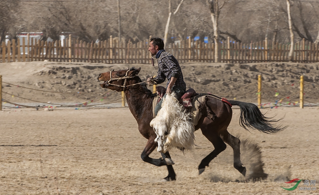观鸟马背上的彪悍塔吉克族叼羊