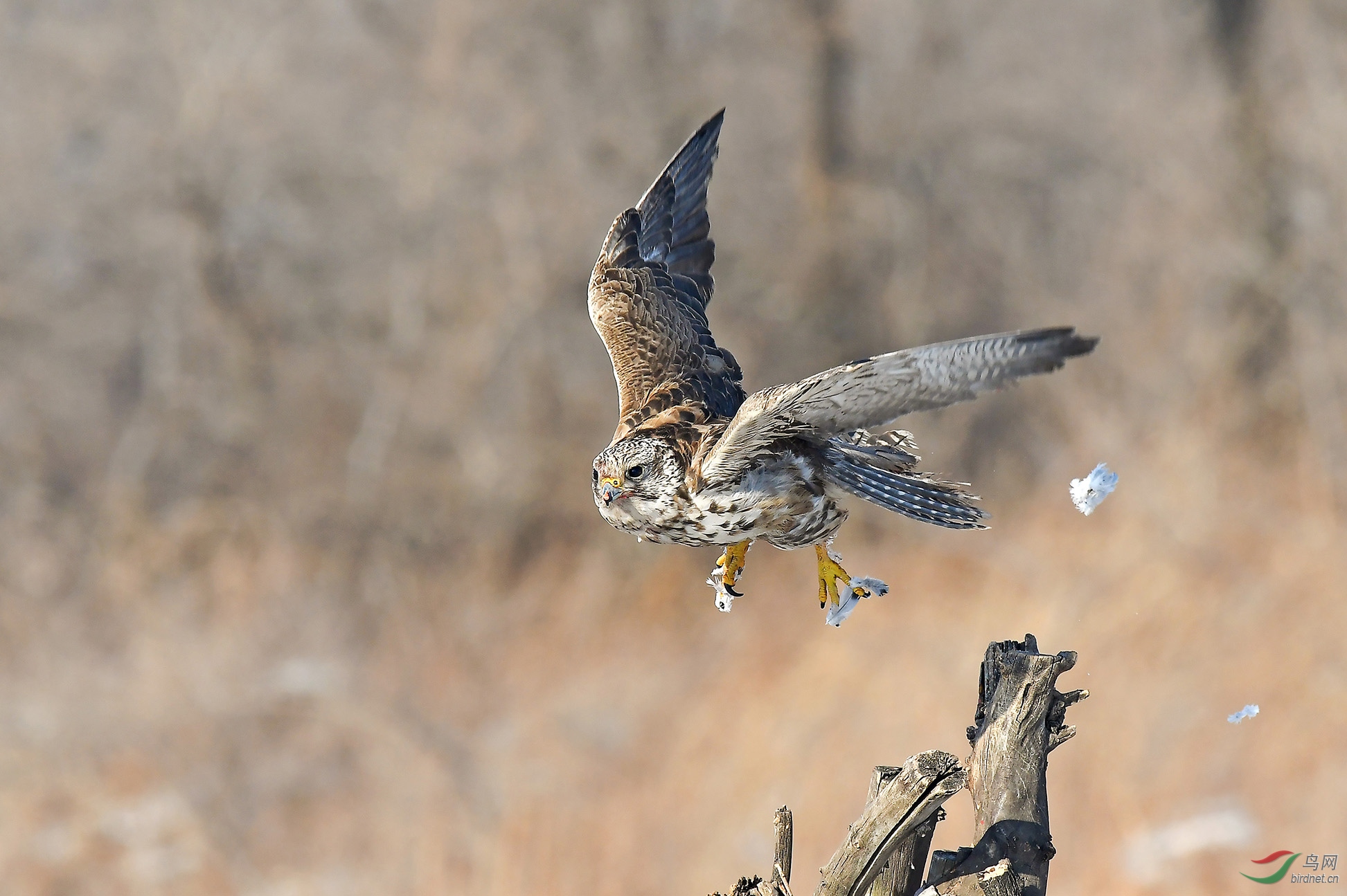 觅食归来(猎隼)