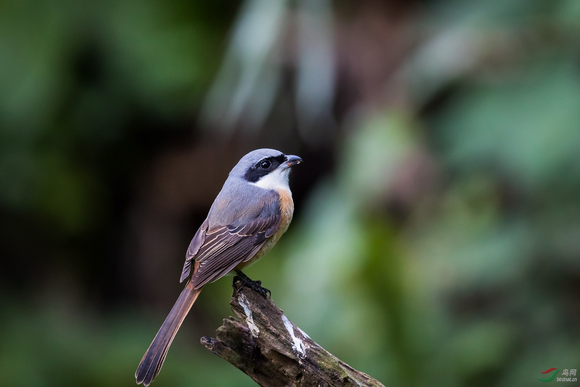 [林鸟] 个人新鸟种---灰背伯劳