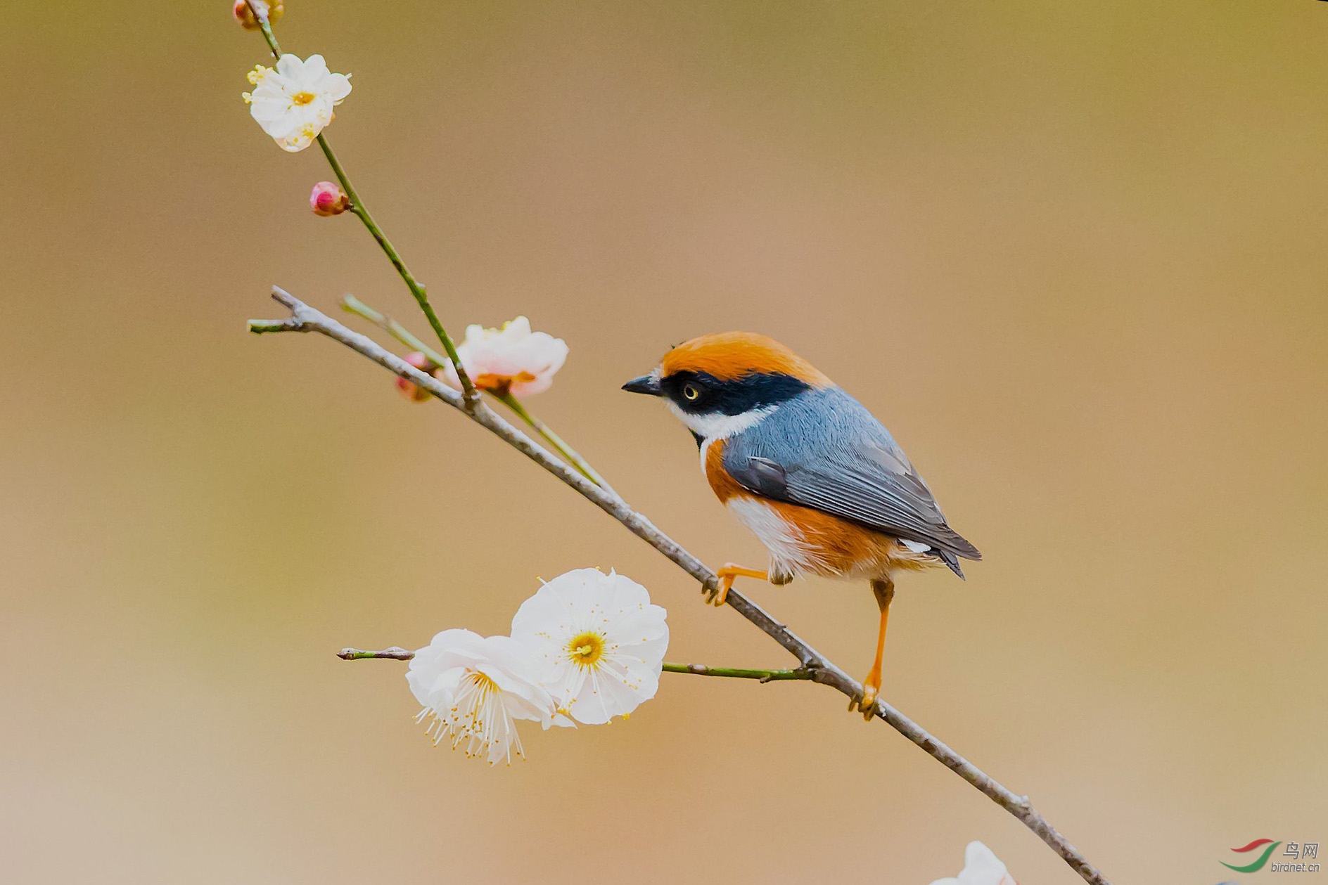 南京发现新鸟种——红头无尾山雀