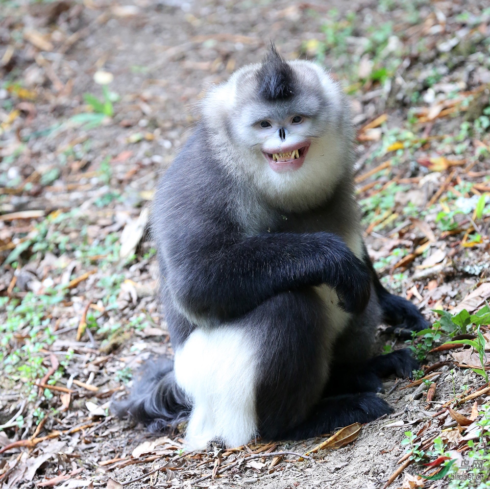 笑容可掬(滇金丝猴)(获首页图文精华)