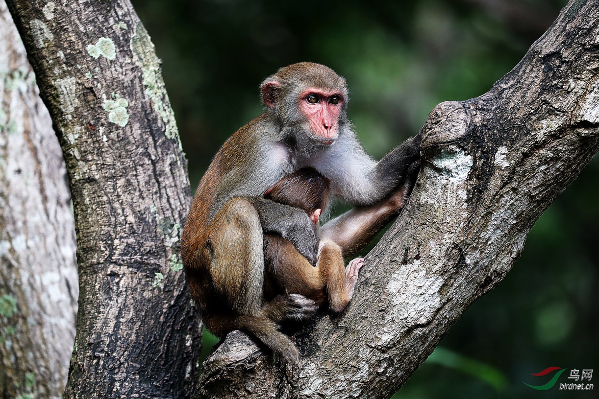 [动物] 猴