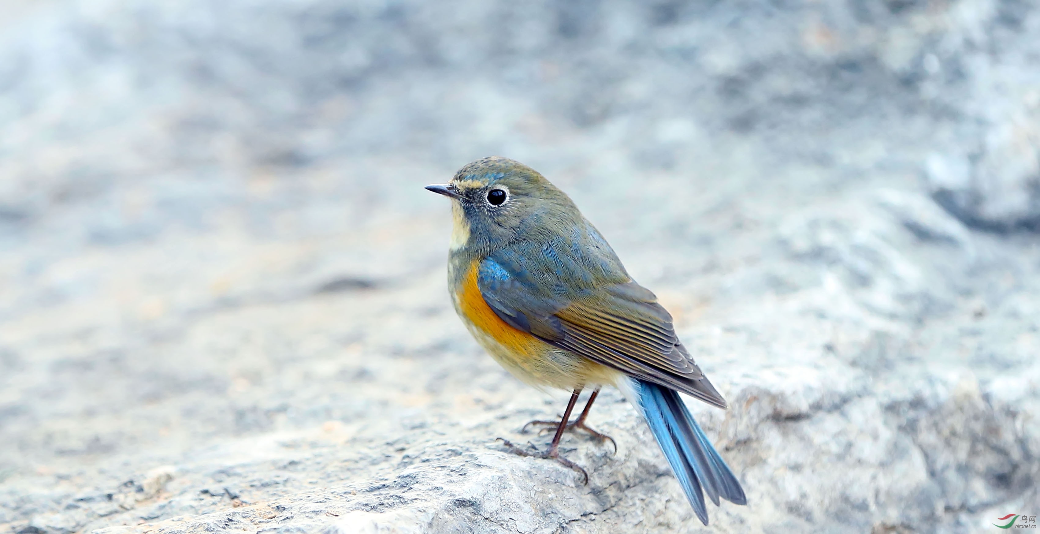 林鸟红胁蓝尾鸲动与静