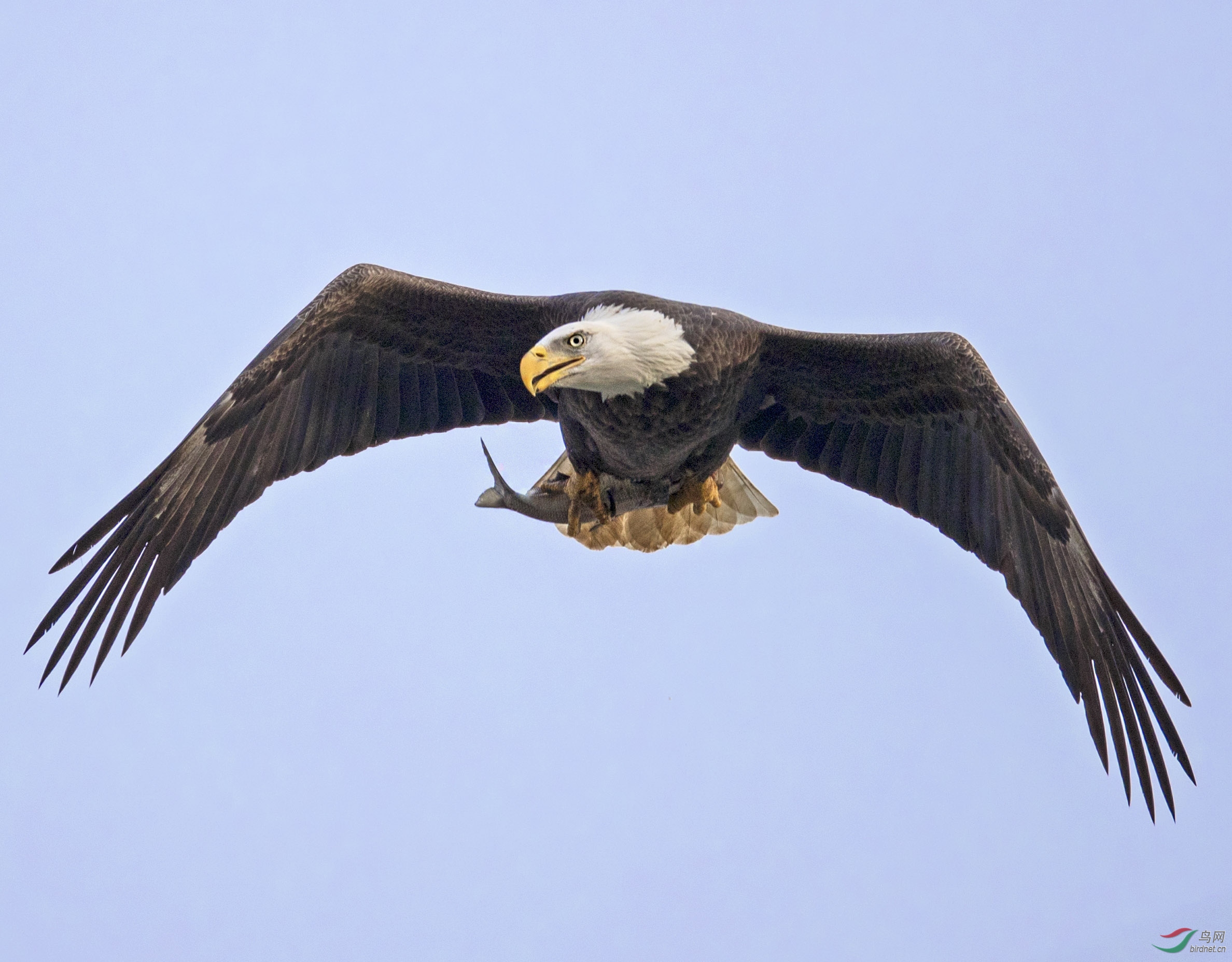 美国白头鹰的霸气图片图片