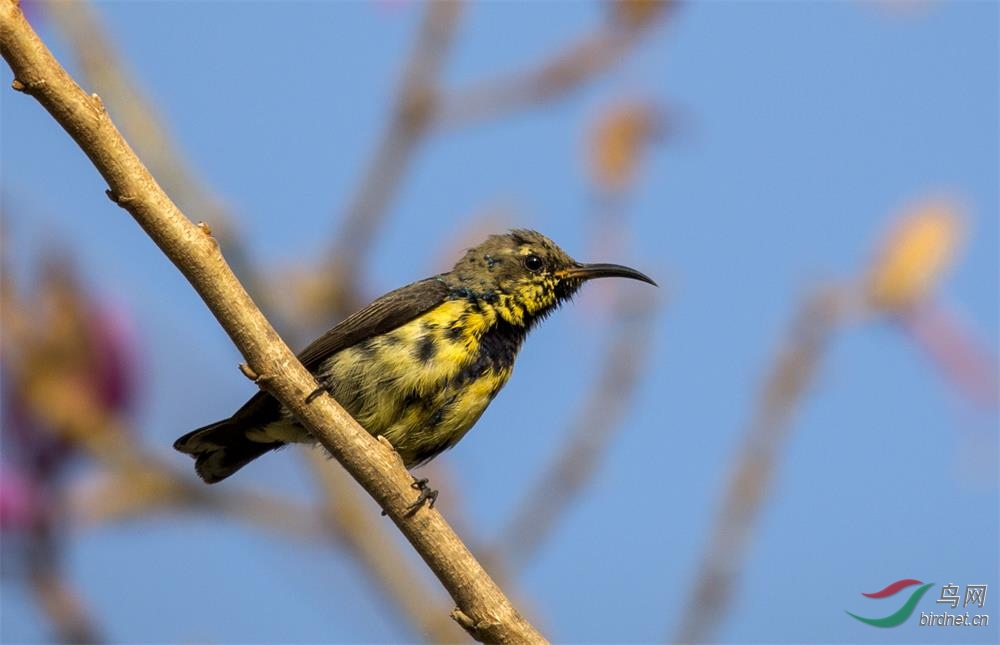 请教两只长嘴鸟名