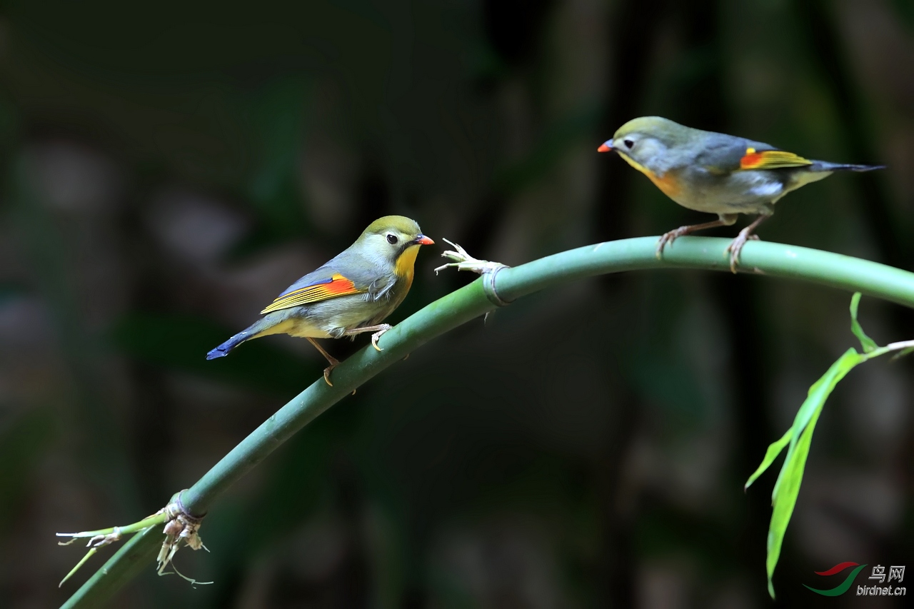 一对红嘴相思鸟