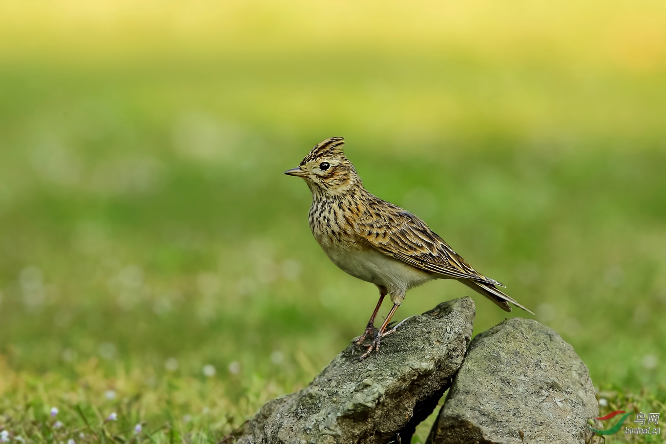 林鸟瞭望小云雀
