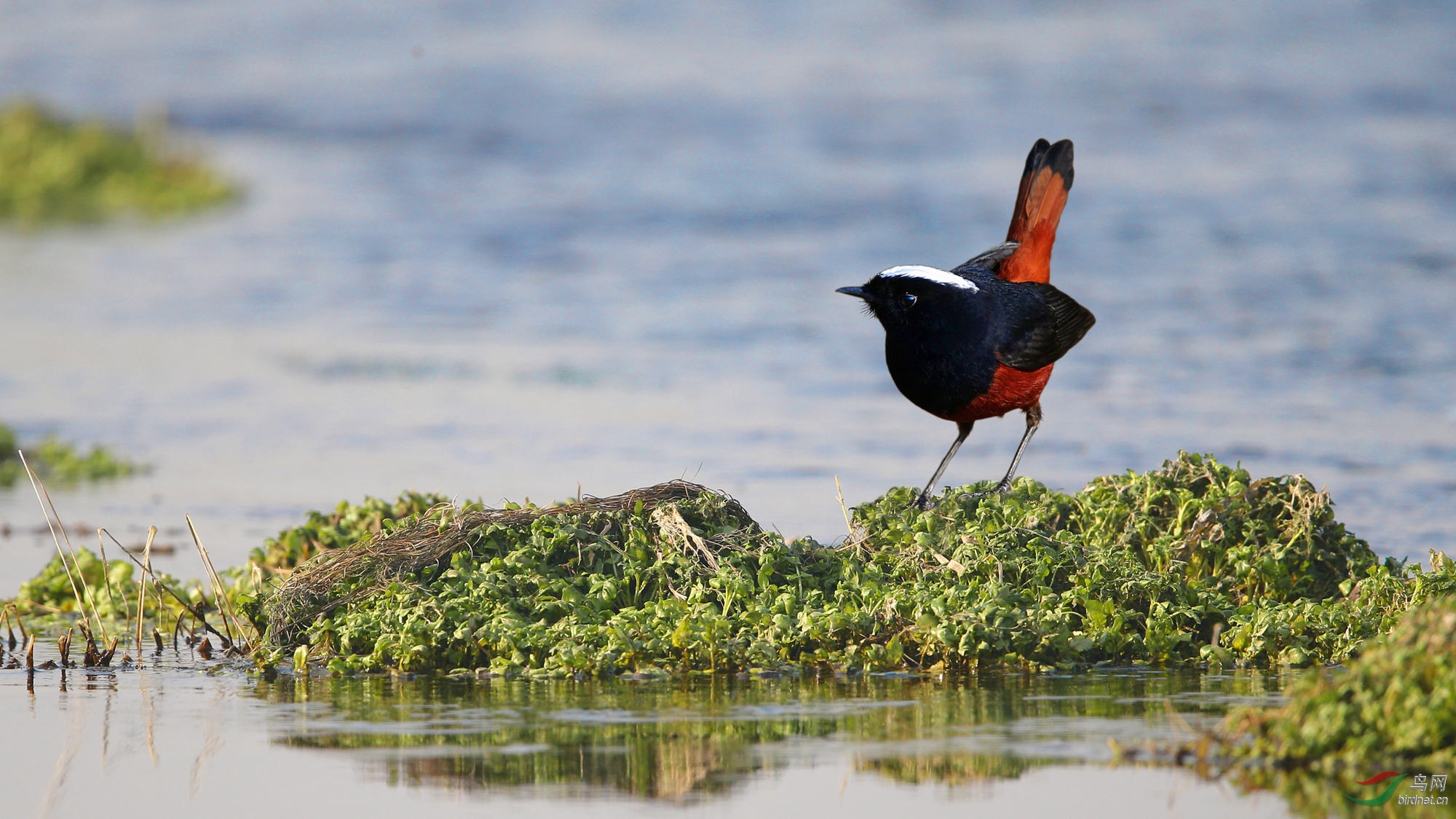 警惕的白顶溪鸲