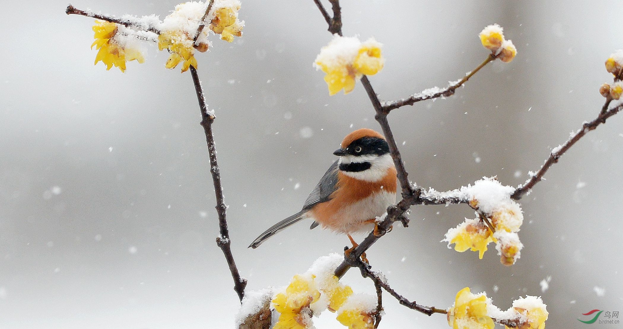 雪天梅花红头长尾山雀