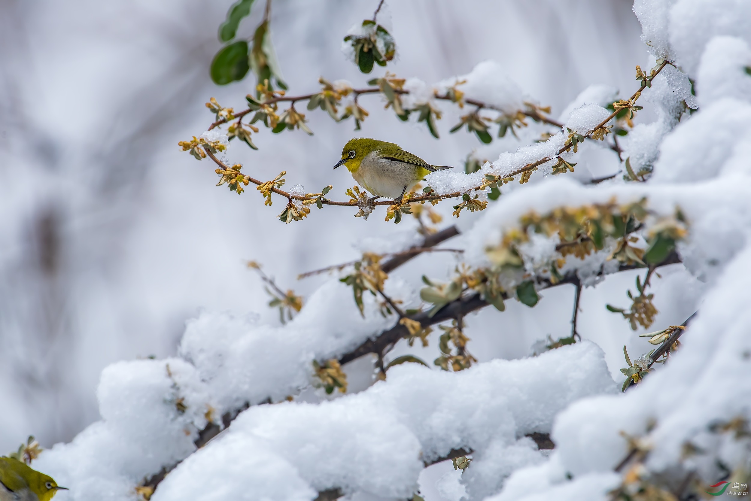 雪中小鸟