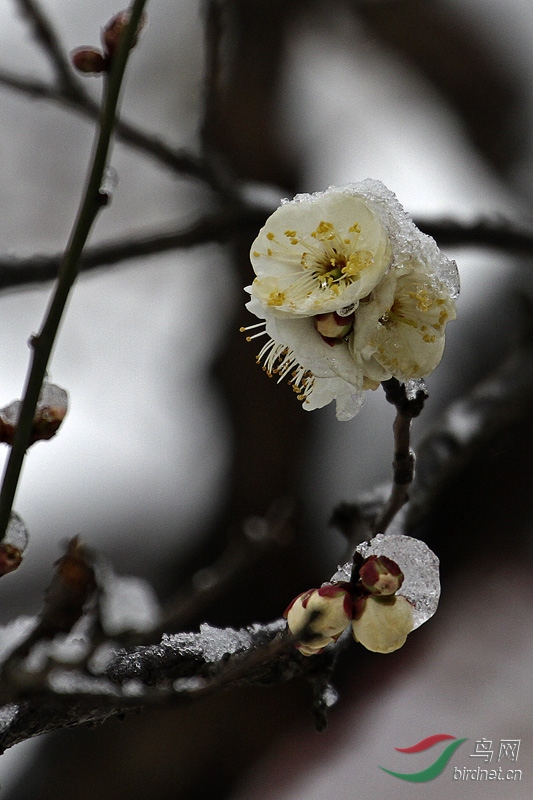 梅花傲雪分享