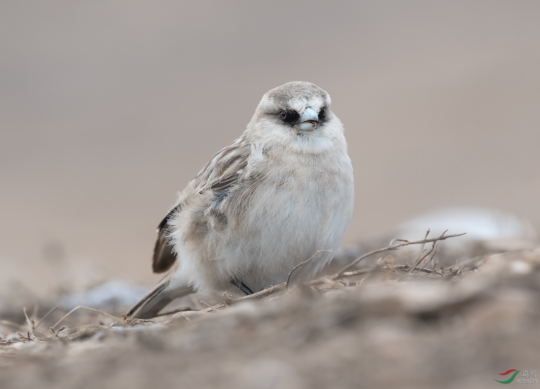冬天的诺尔盖白腰雪雀