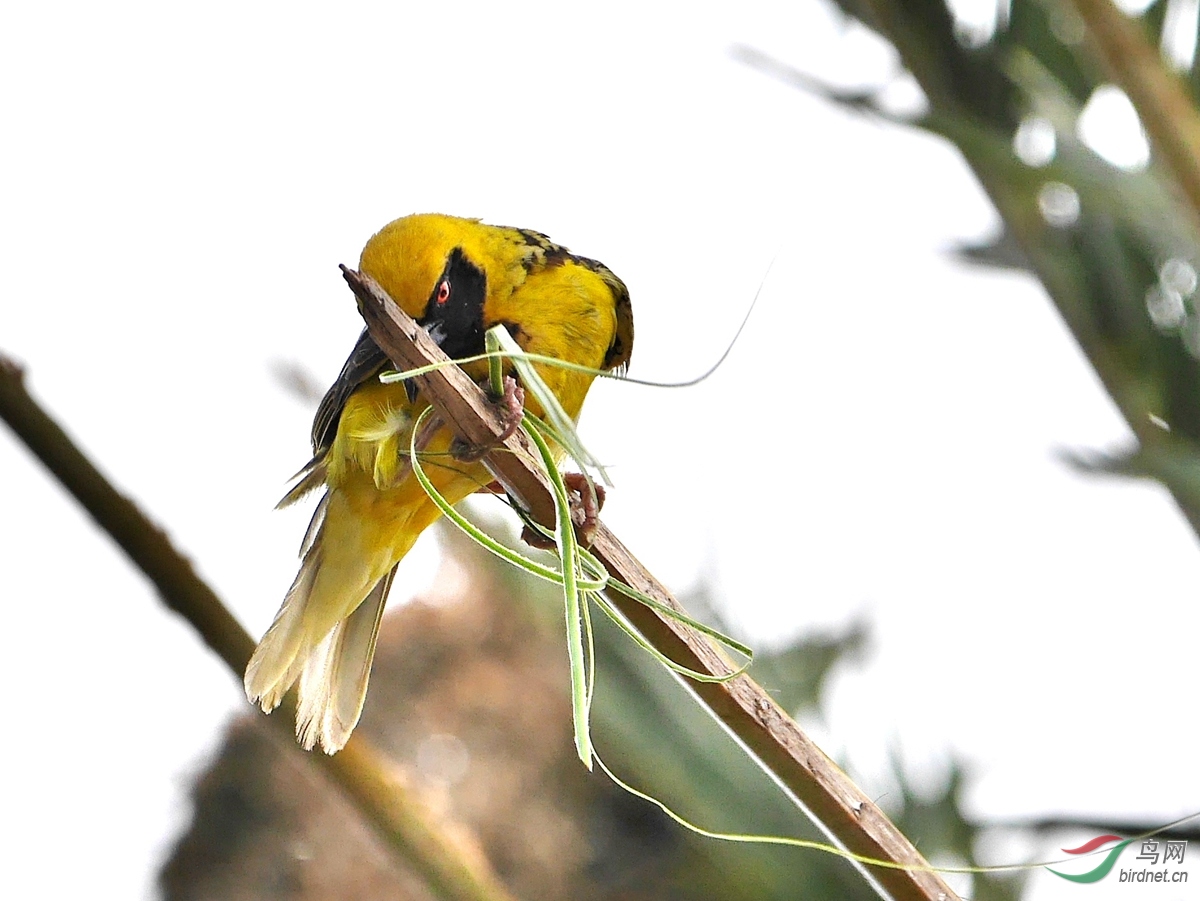 毛里求斯的斑背黑头织雀