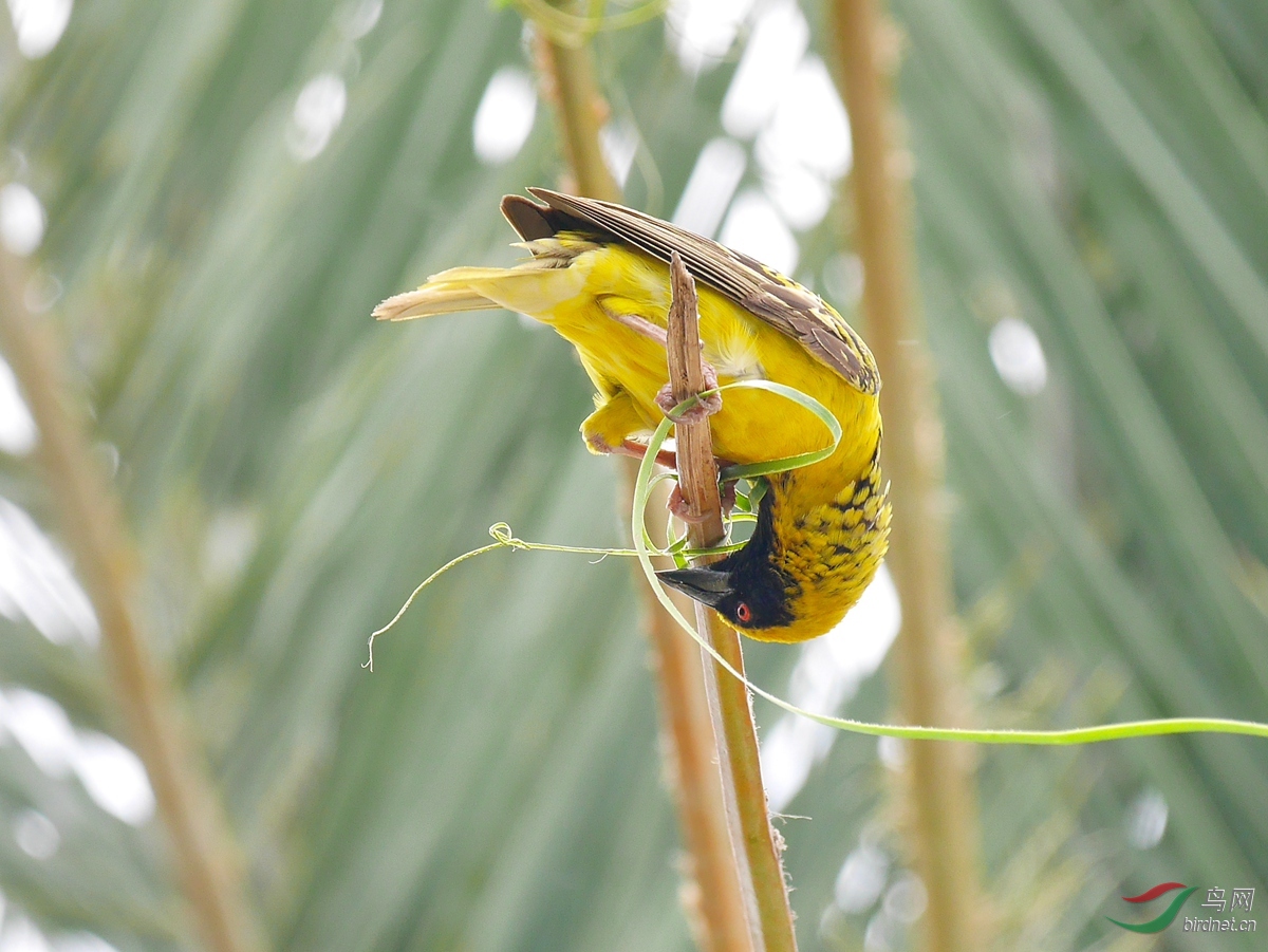 毛里求斯的斑背黑头织雀