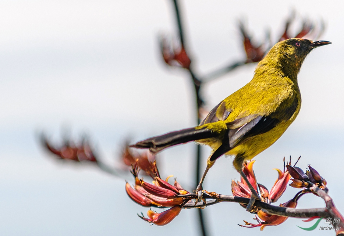 在新西兰南岛东海岸的摩拉基海滩断崖上拍到的新西兰铃鸟