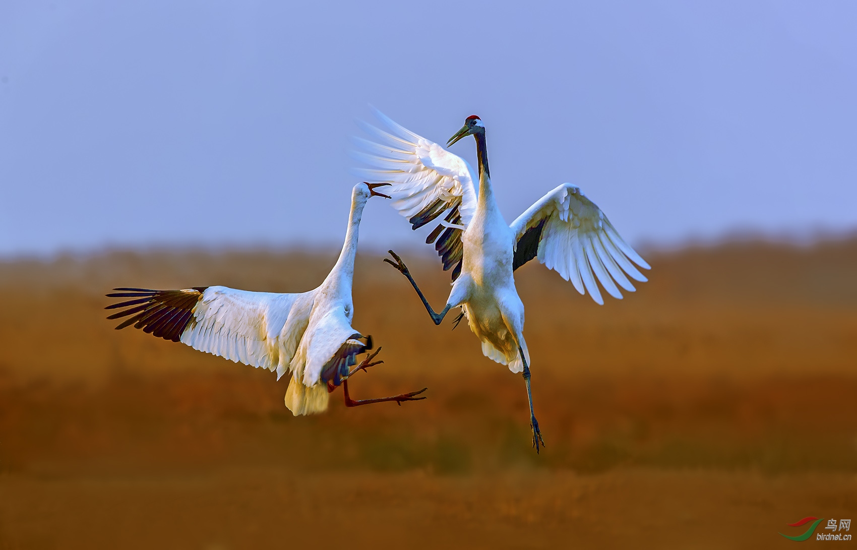 鹳鹤相争