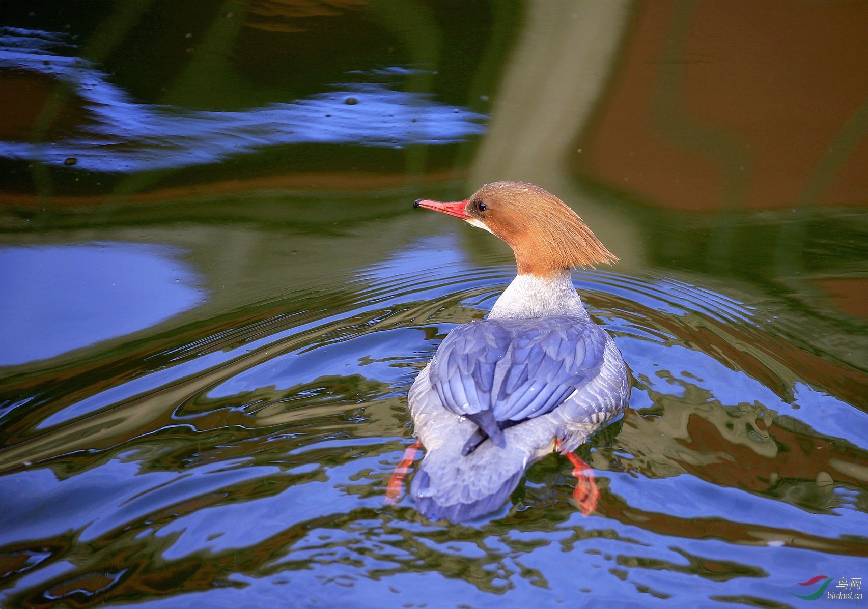 俯拍秋沙鸭(雌)