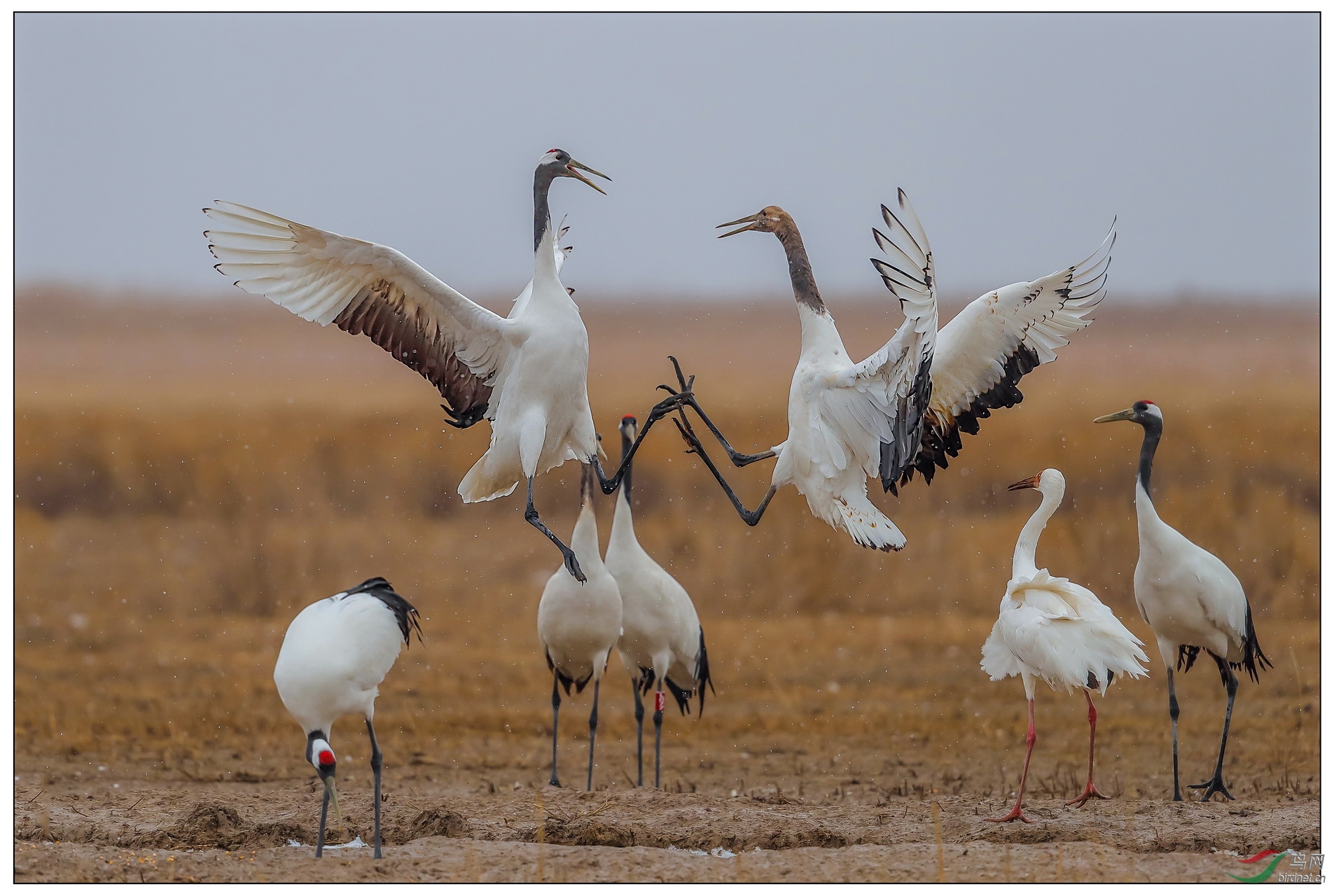 丹顶鹤丹顶鹤祝贺荣登鸟类精华