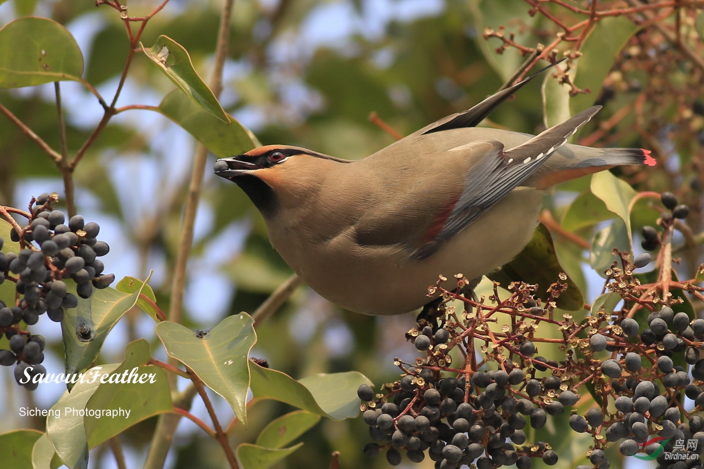 Japanese_Waxwing_01.jpg