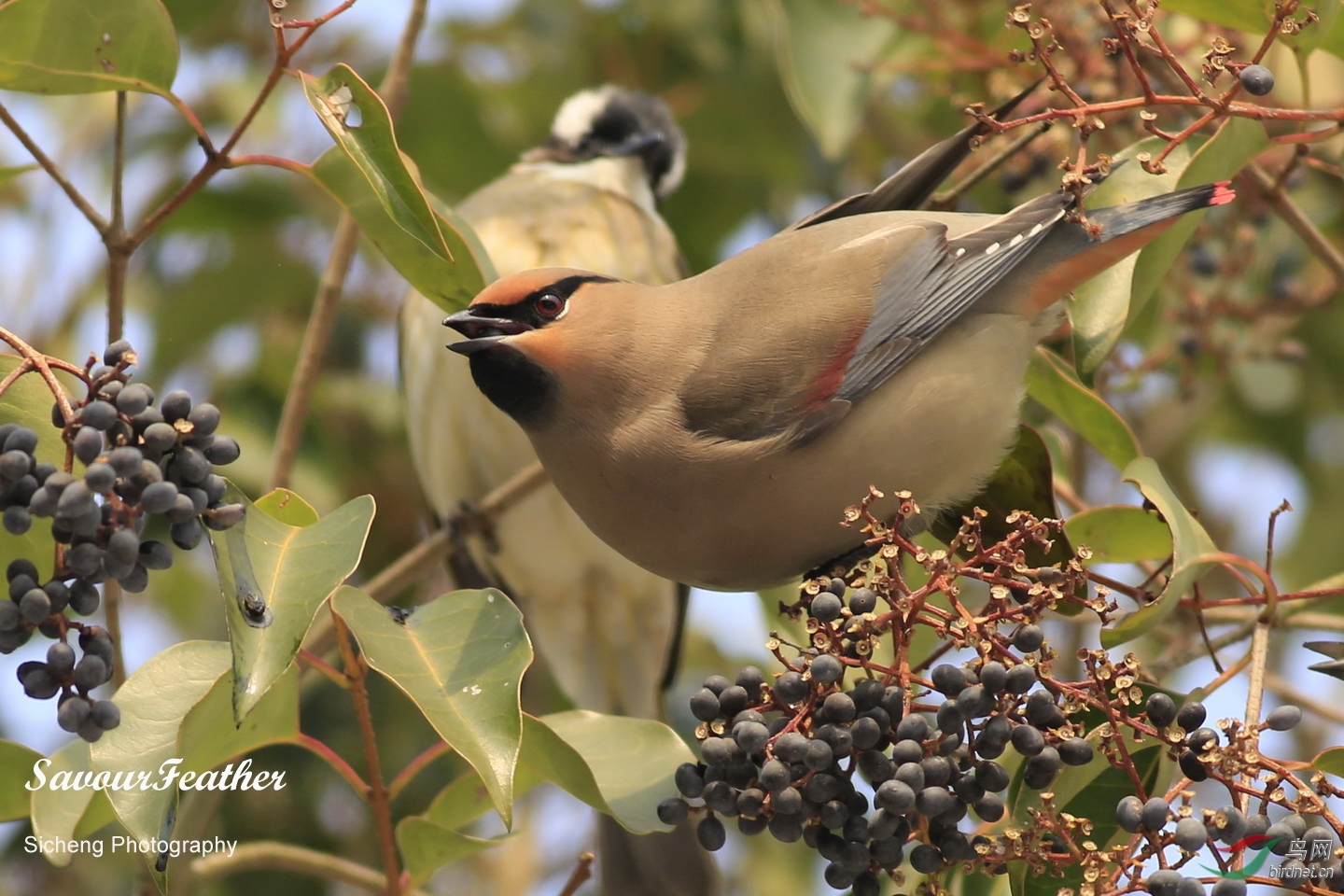 Japanese_Waxwing_02.jpg