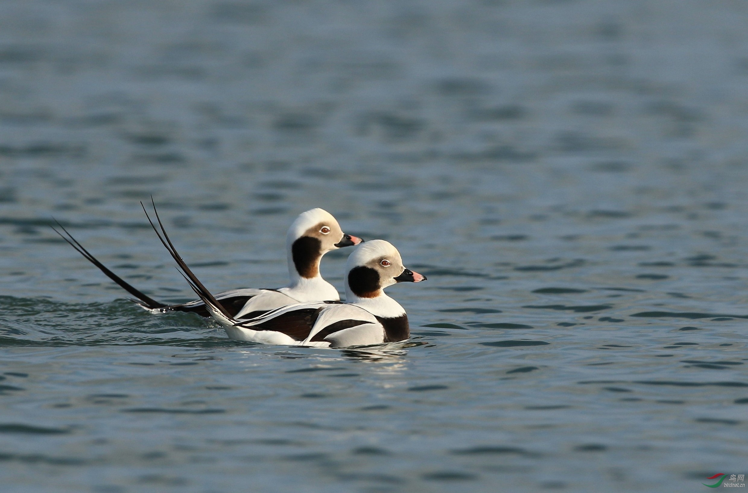 长尾鸭长尾鸭贺首页精华