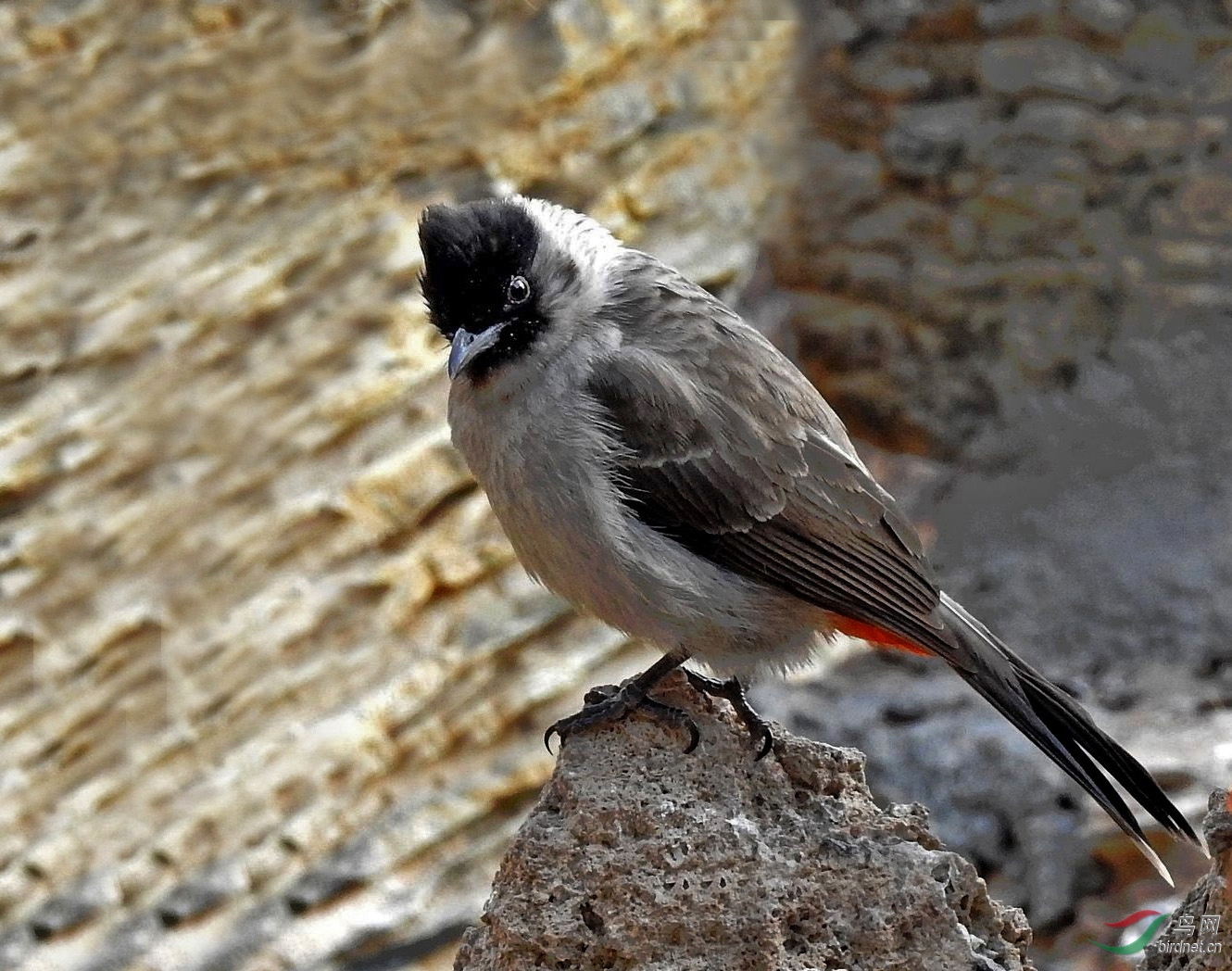 135011dnsldllbnp2s4und ����.jpg