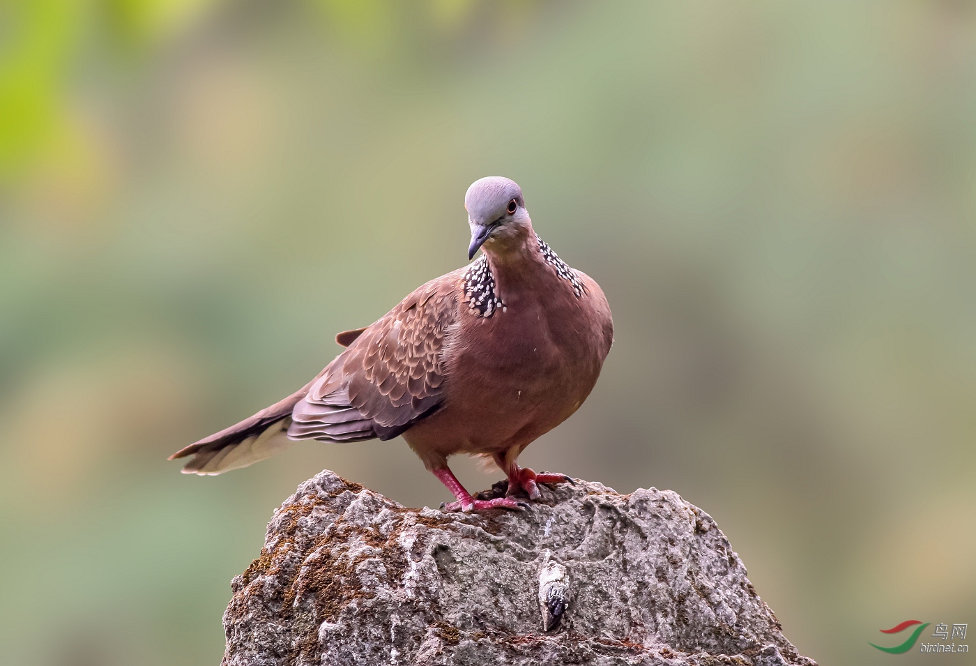 珠頸斑鳩