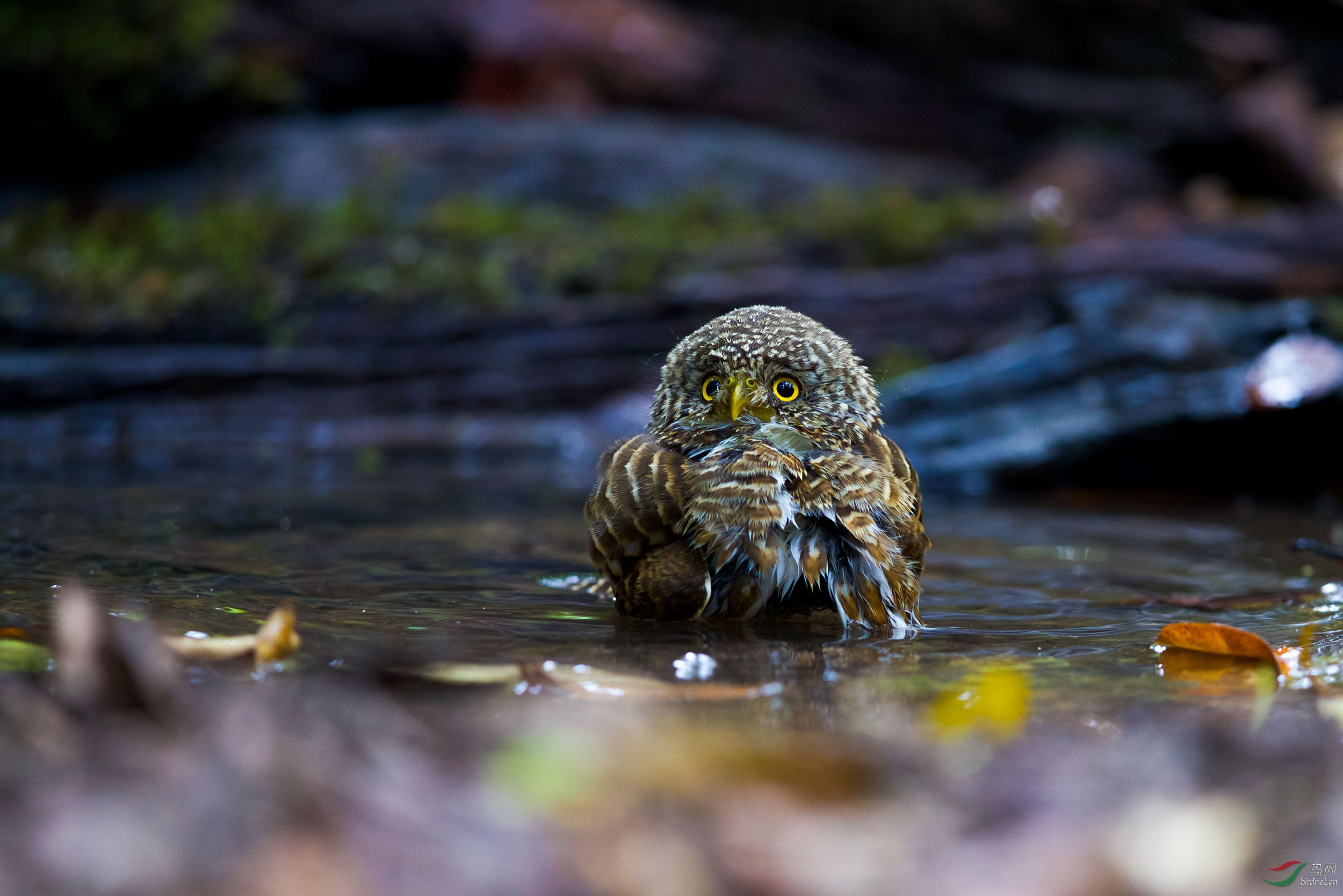 (领鸺鹠)喜欢泡汤的小猛禽～领鸺鶹
