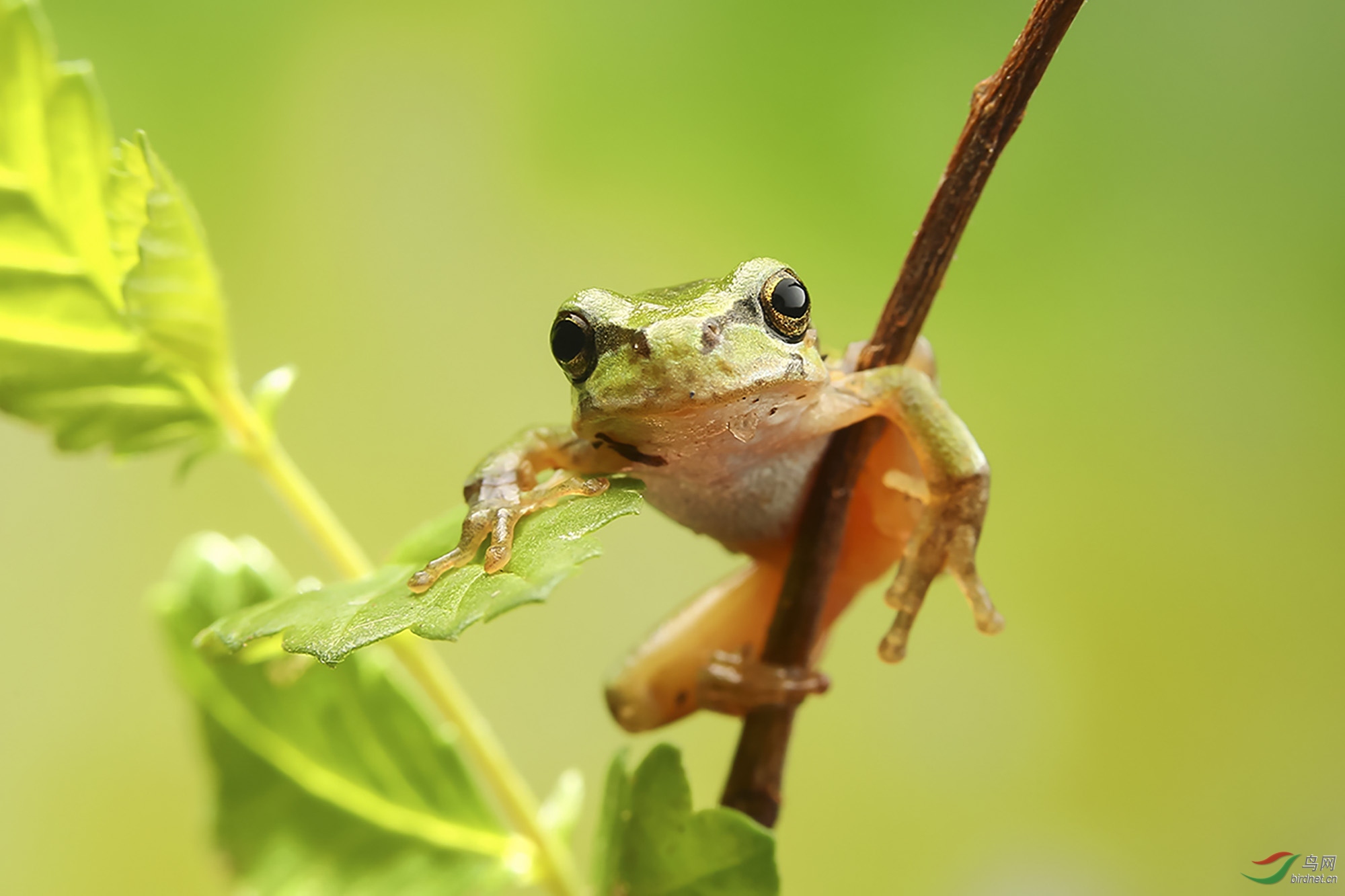 萌蛙祝贺荣获首页综合精华