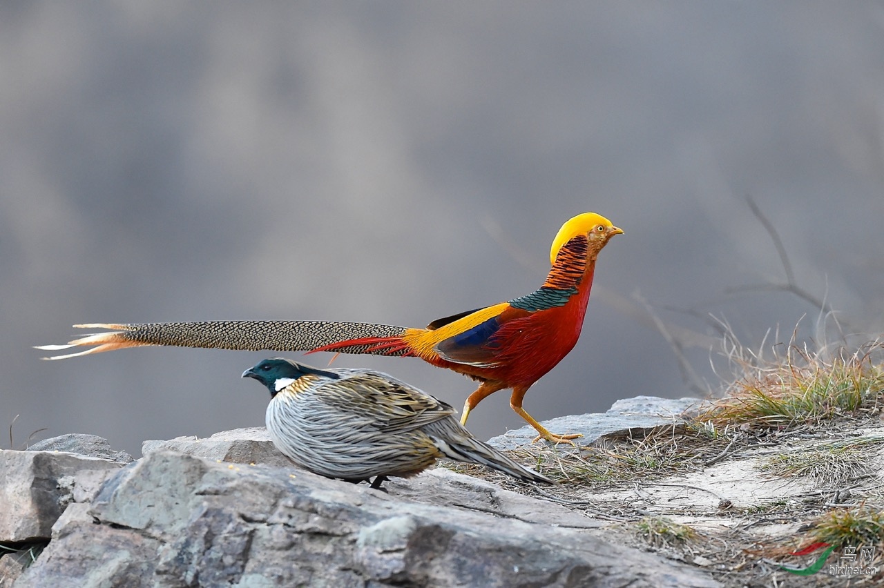 靓鸡俏立虎头岩