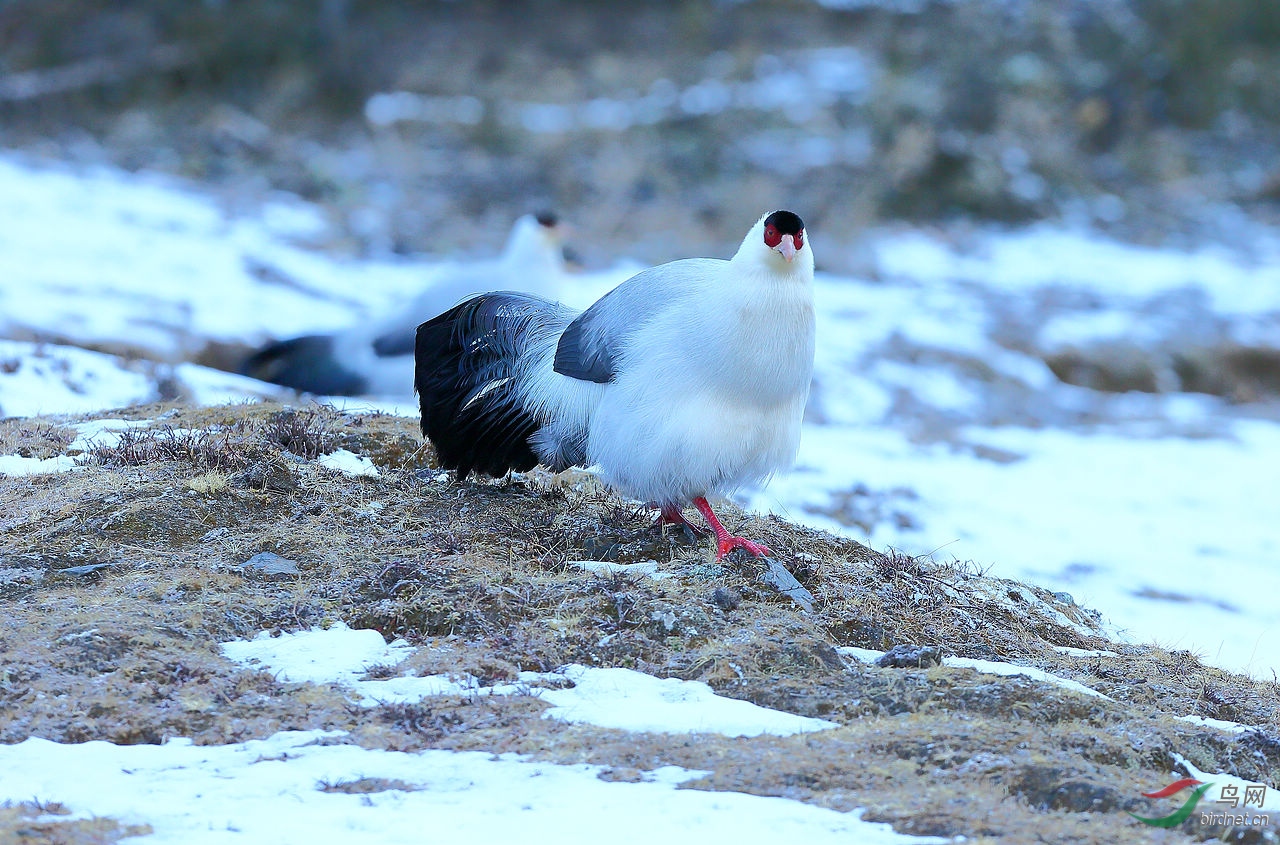 雪地白马鸡