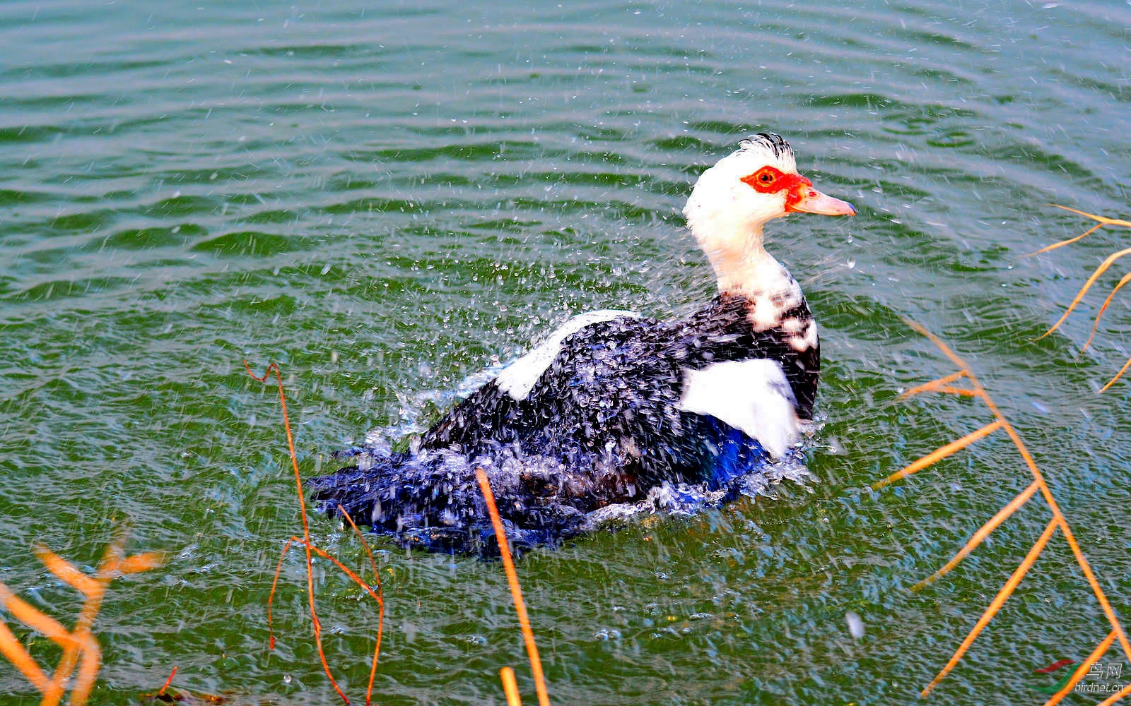 疣鼻棲鴨沐浴