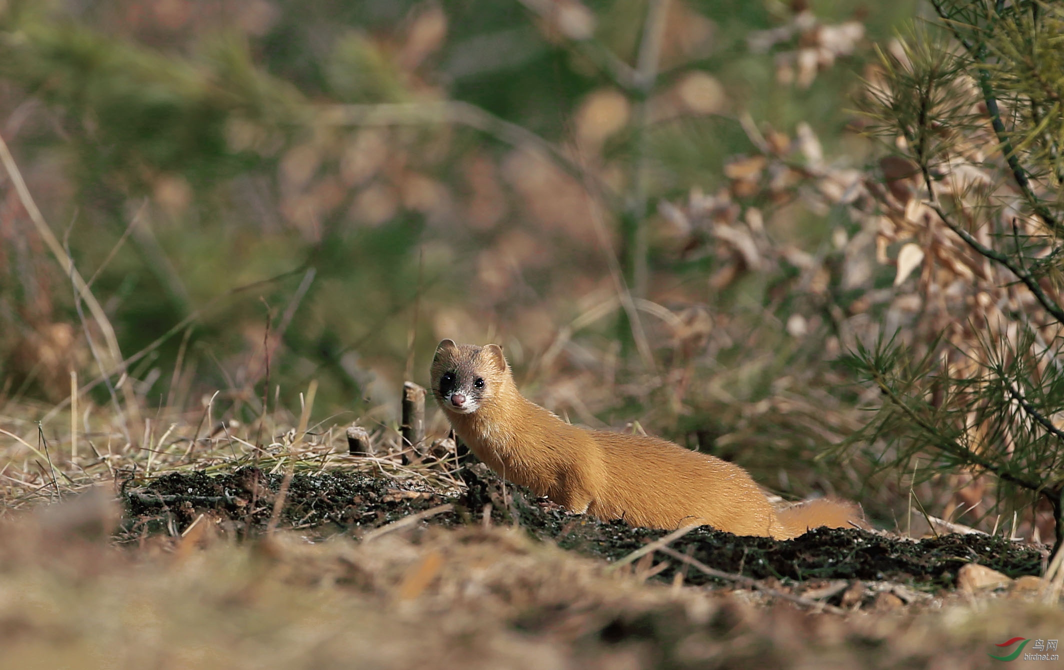 黄鼠狼是捕鼠能手